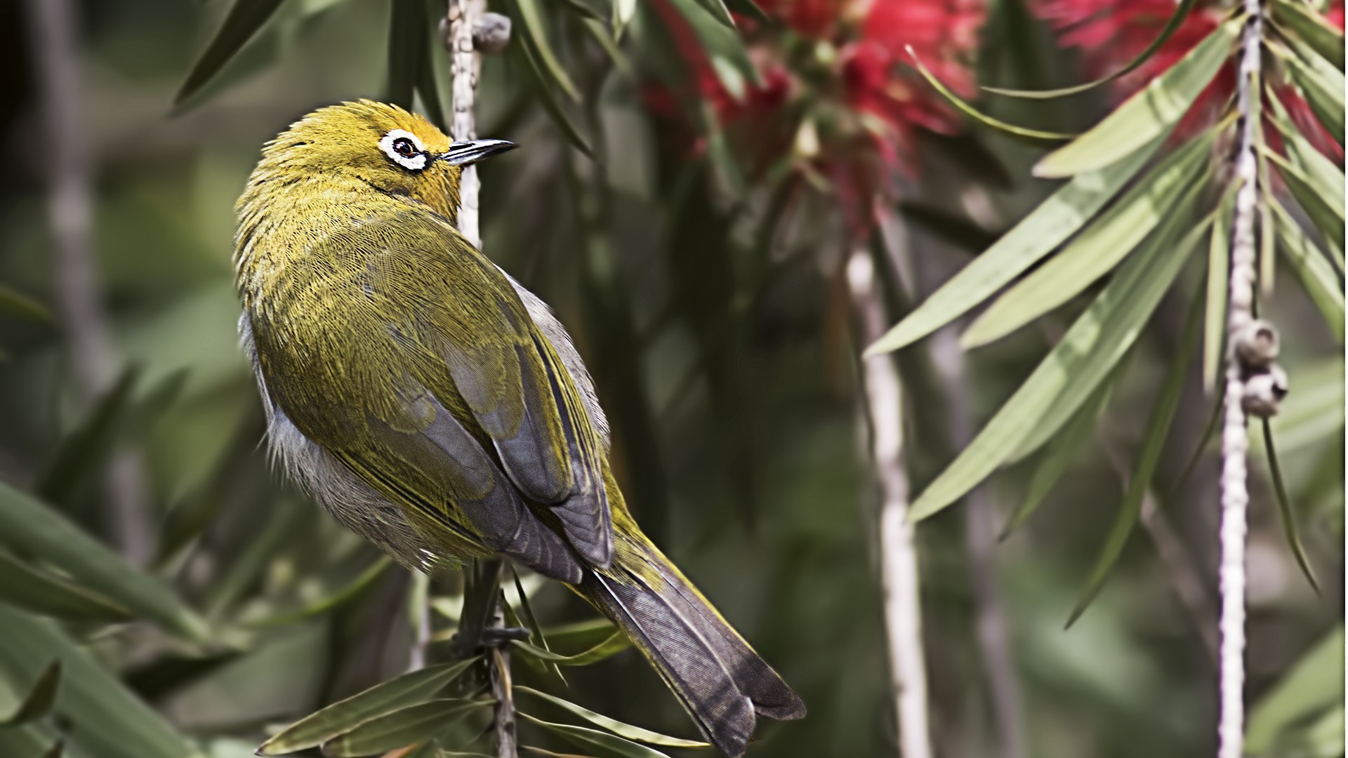 Abyssinian White-eye