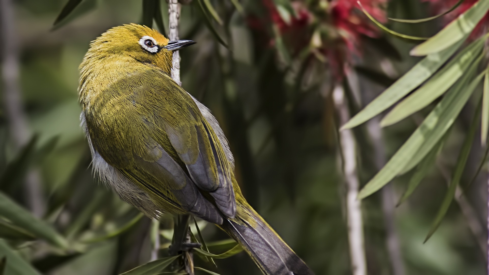 Abyssinian White-eye
