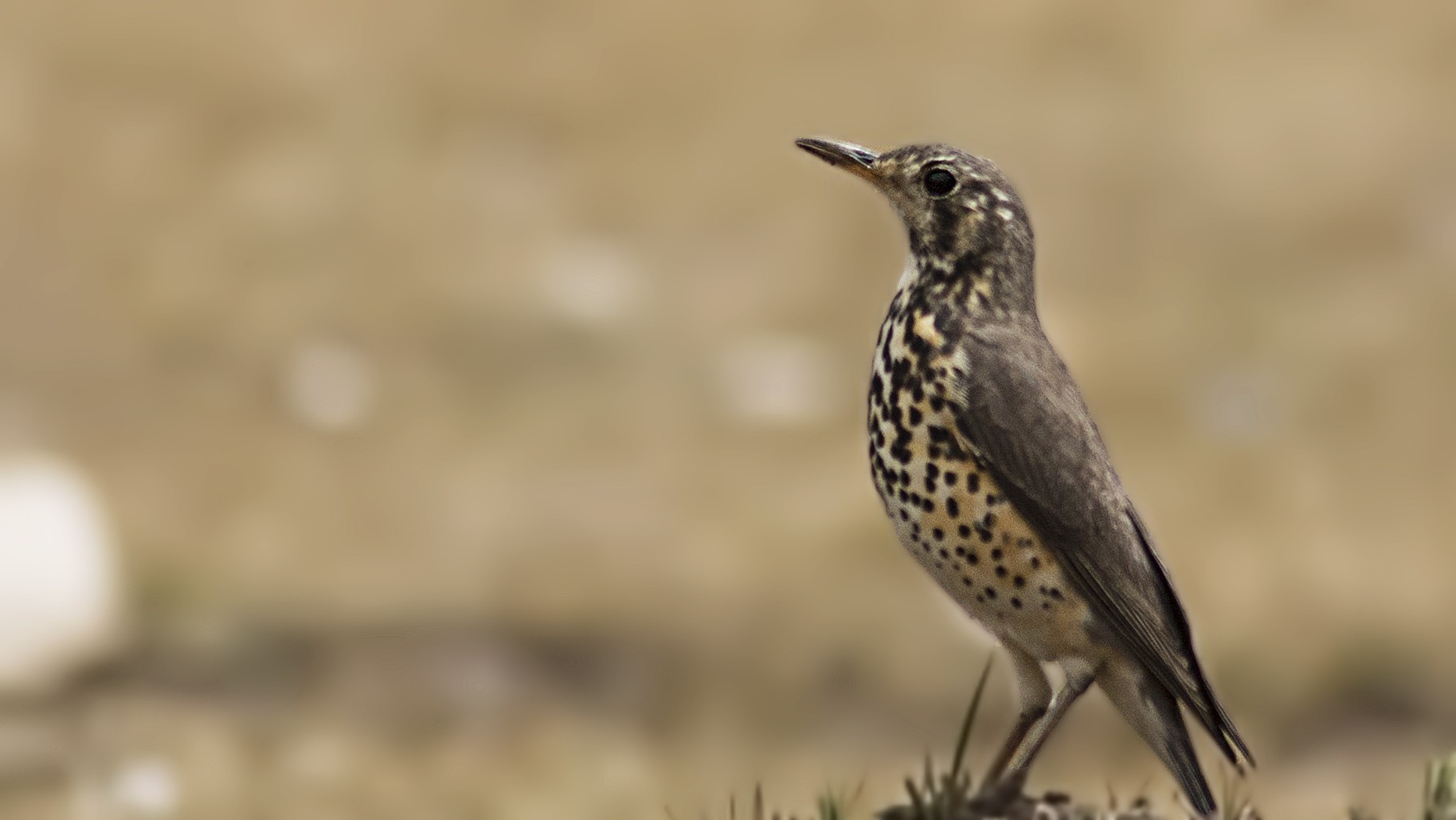 Groundscraper Thrush — Ana fotoğraf