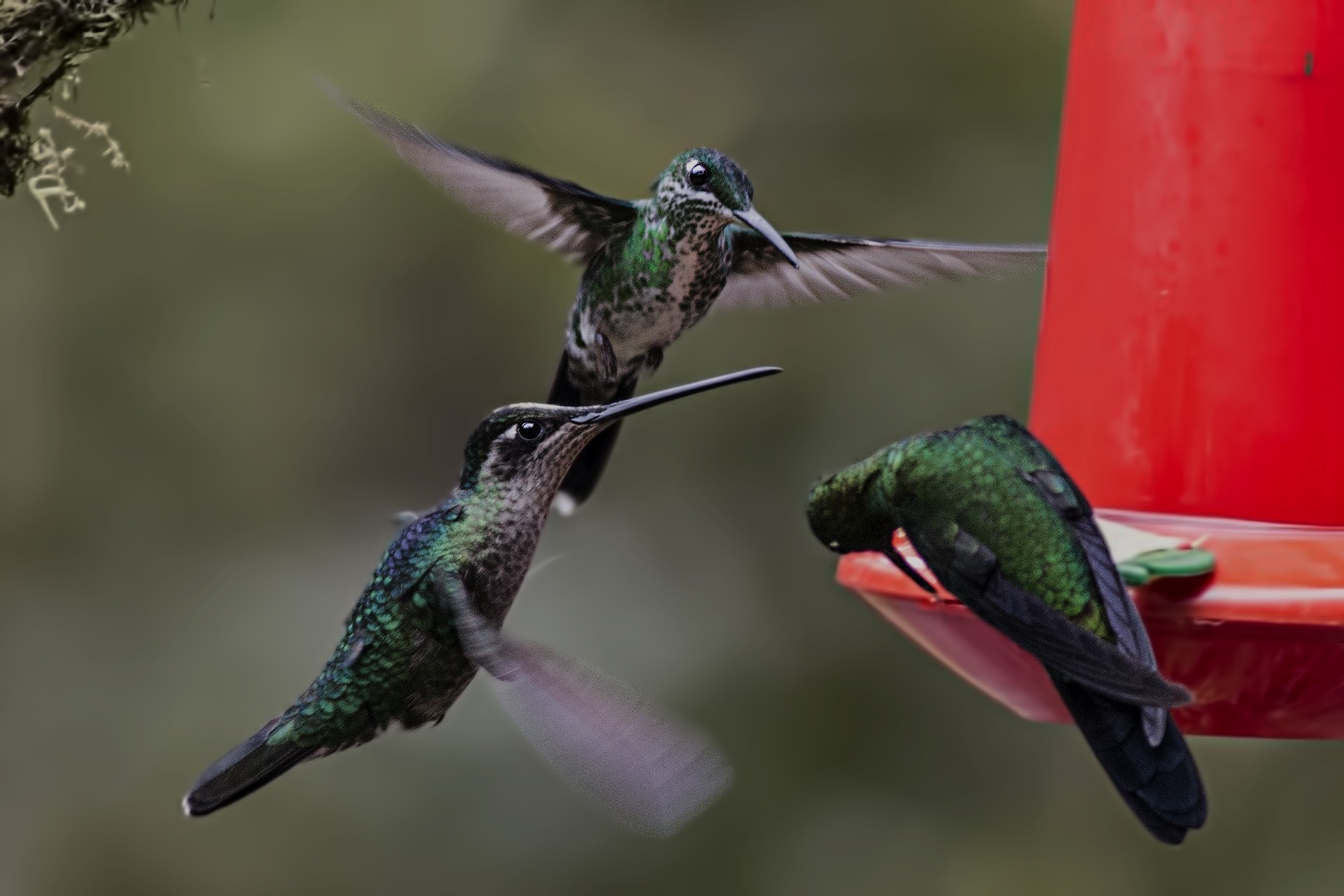 Long-billed Starthroat