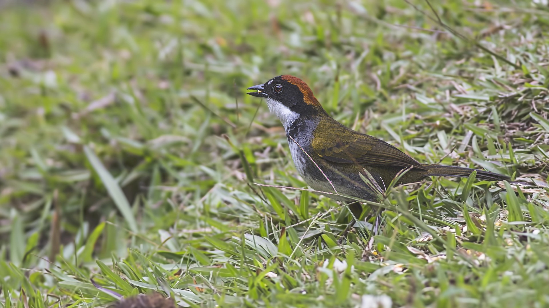 Chestnut-capped Brush-finch — Ana fotoğraf