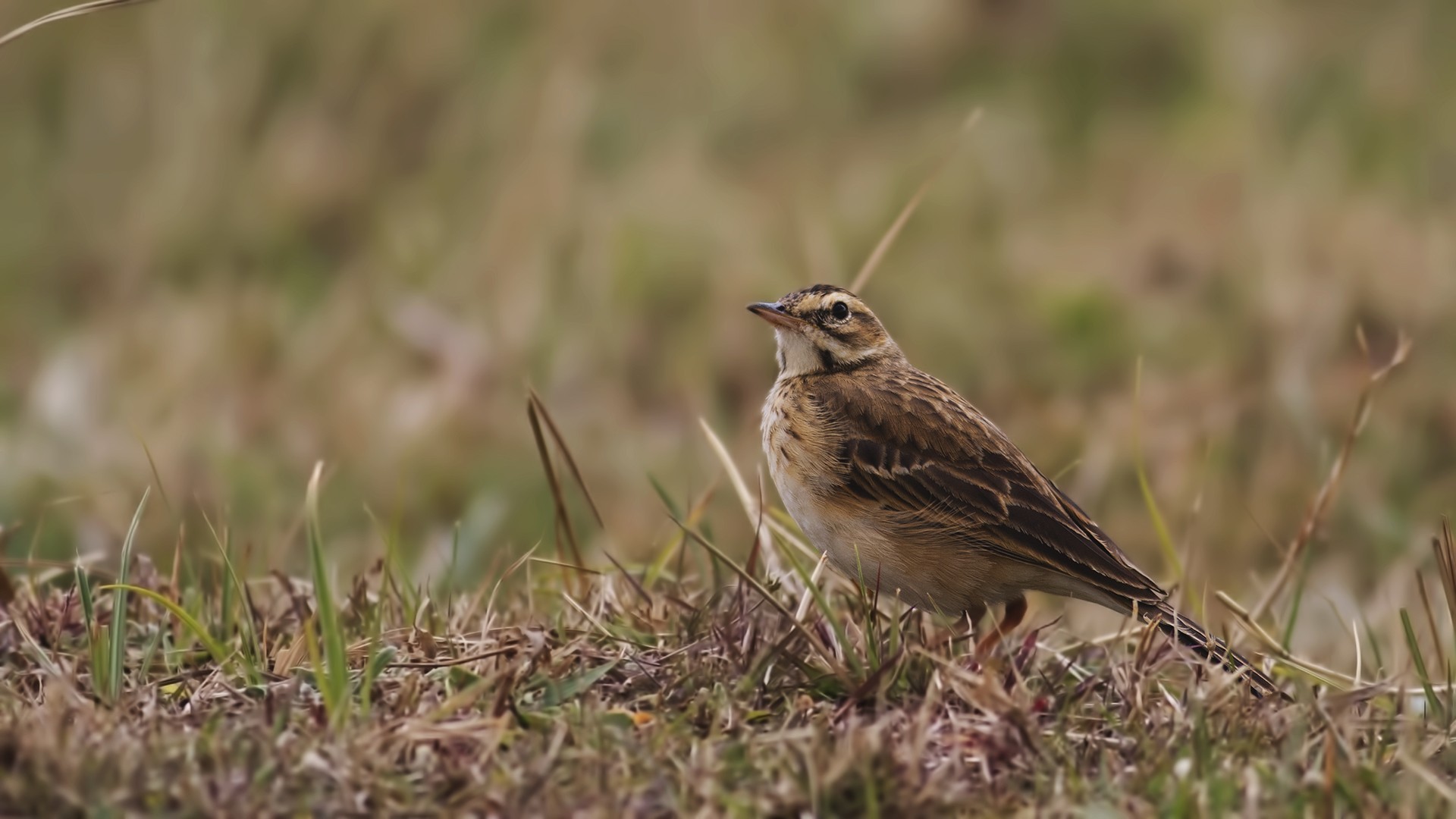 Richard's Pipit