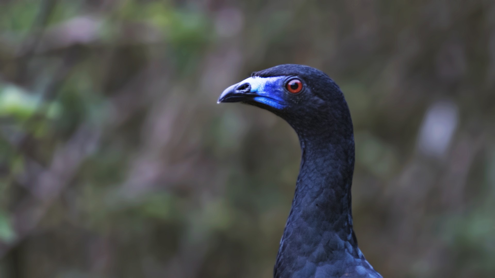 Black Guan — Ana fotoğraf