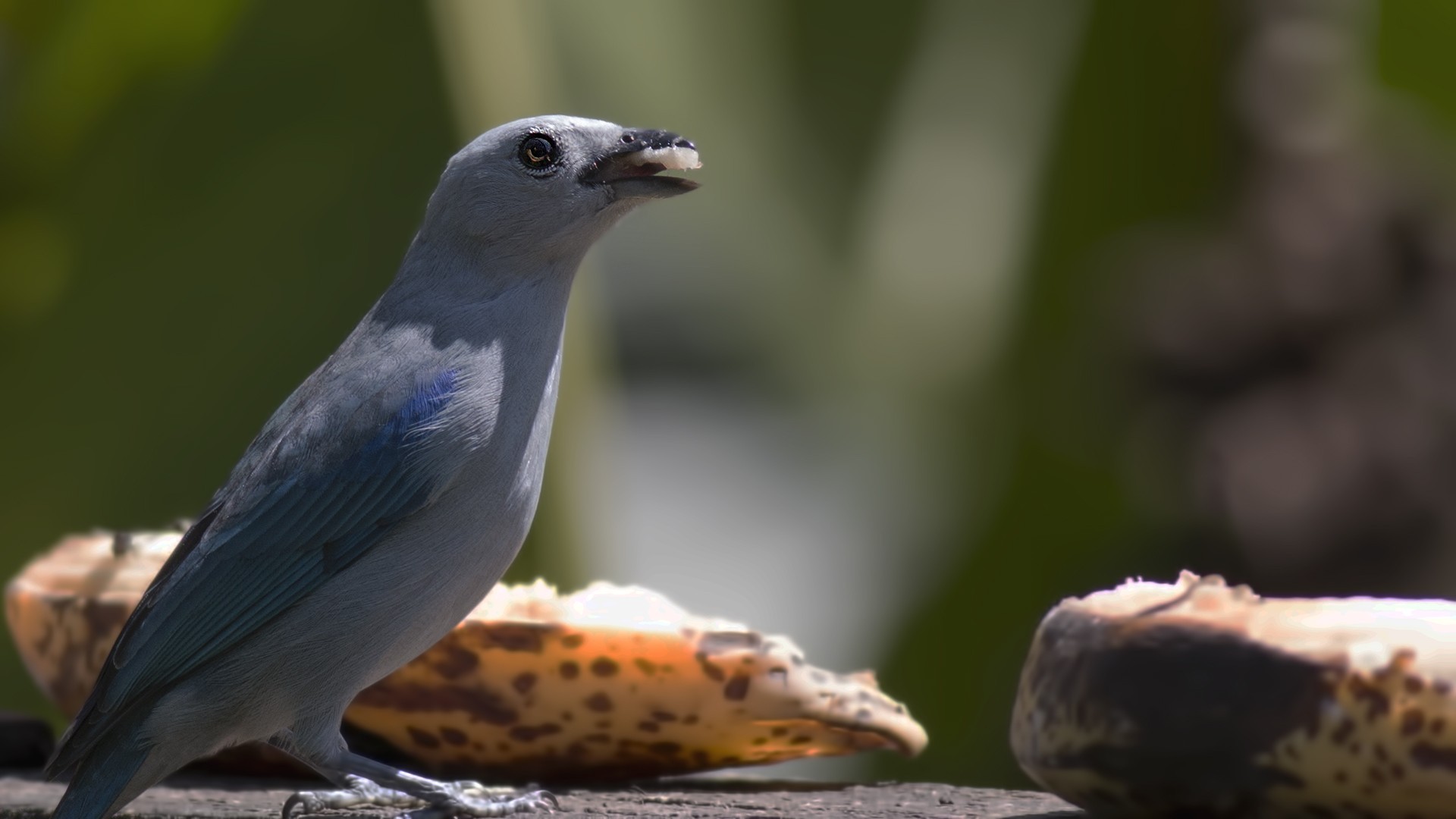 Blue-grey Tanager — Ana fotoğraf