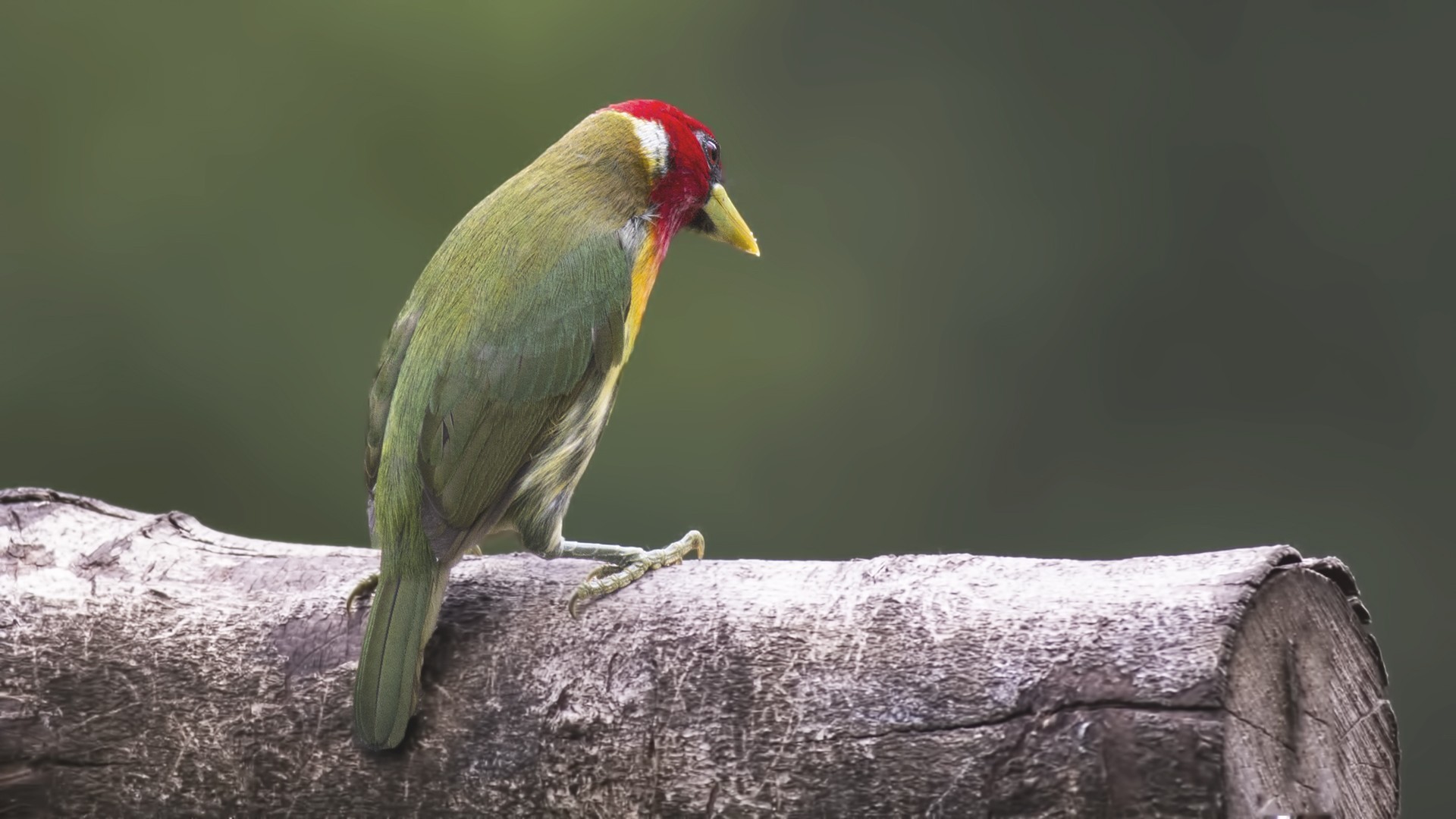 Red-headed Barbet — Ana fotoğraf