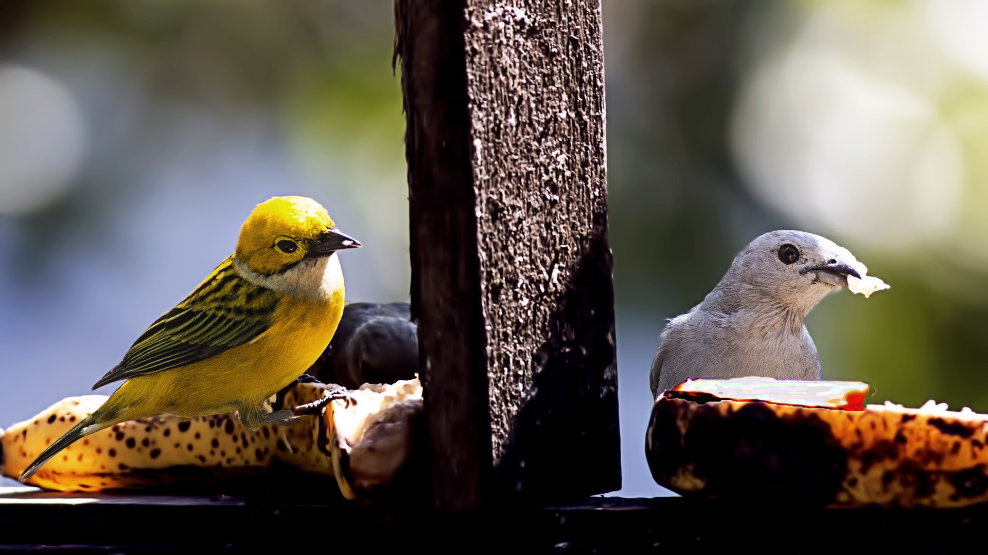 Silver-throated Tanager — Ana fotoğraf