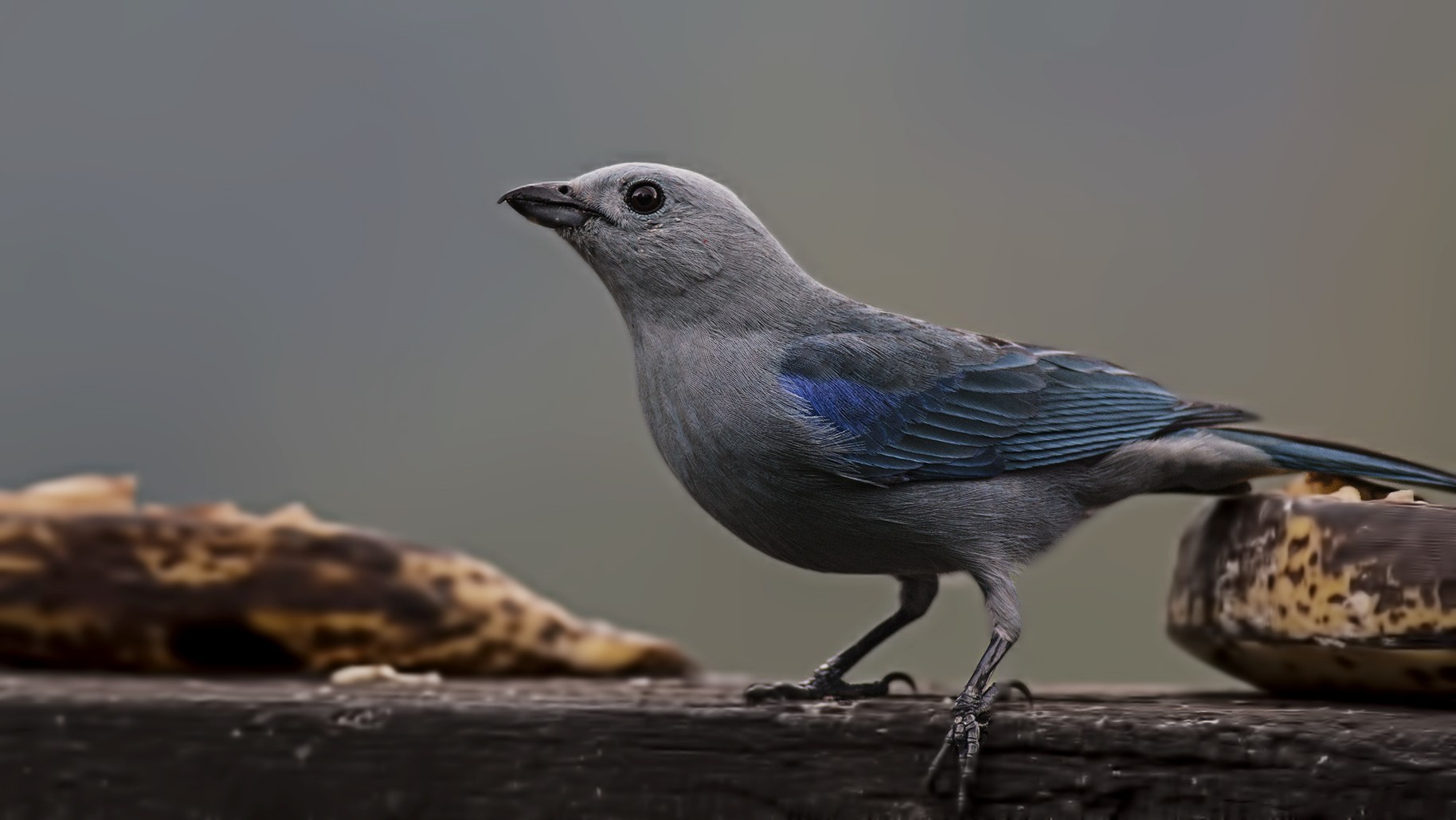 Blue-grey Tanager — Ana fotoğraf
