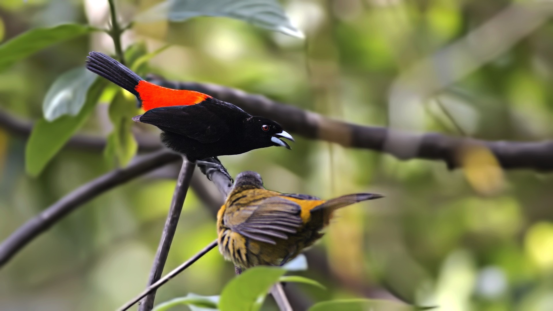 Scarlet-rumped Tanager — Ana fotoğraf