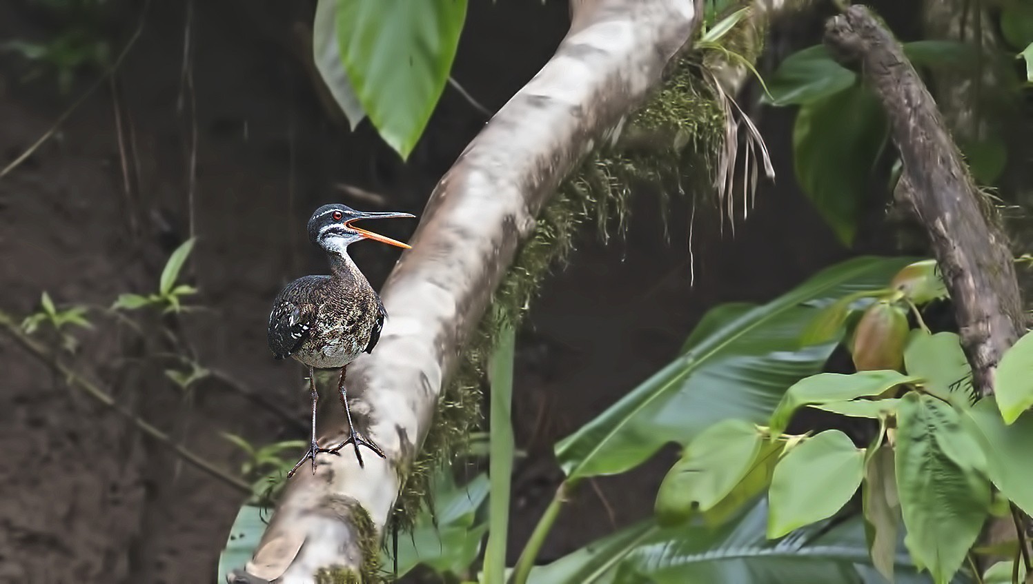 Sunbittern — Ana fotoğraf
