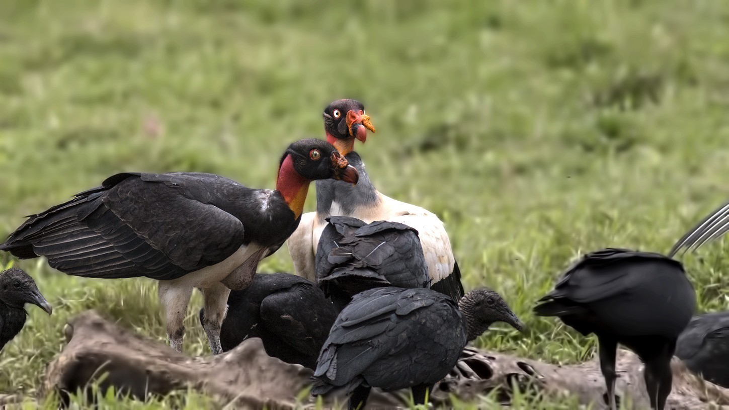 King Vulture — Ana fotoğraf