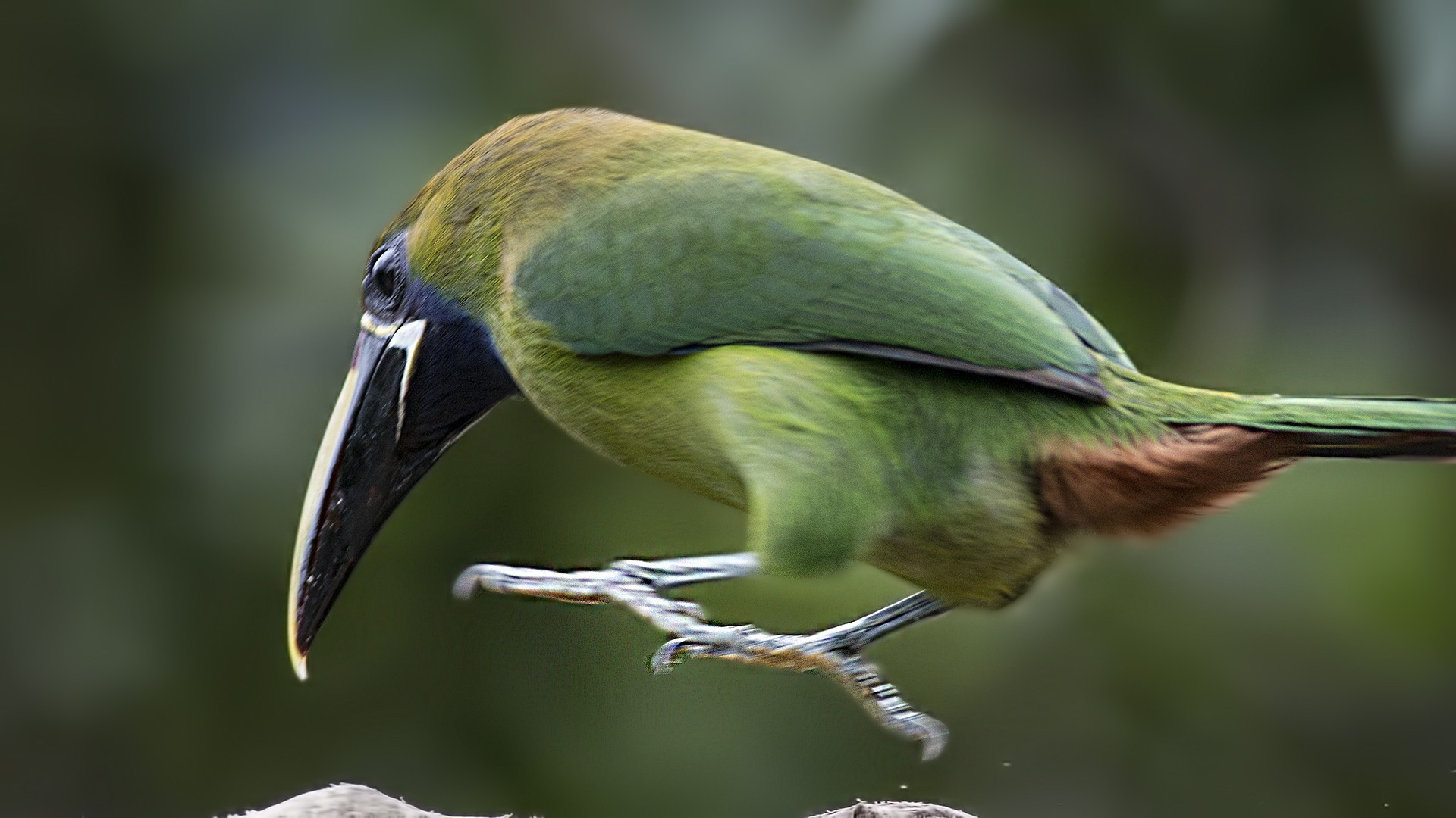 Emerald Toucanet — Ana fotoğraf