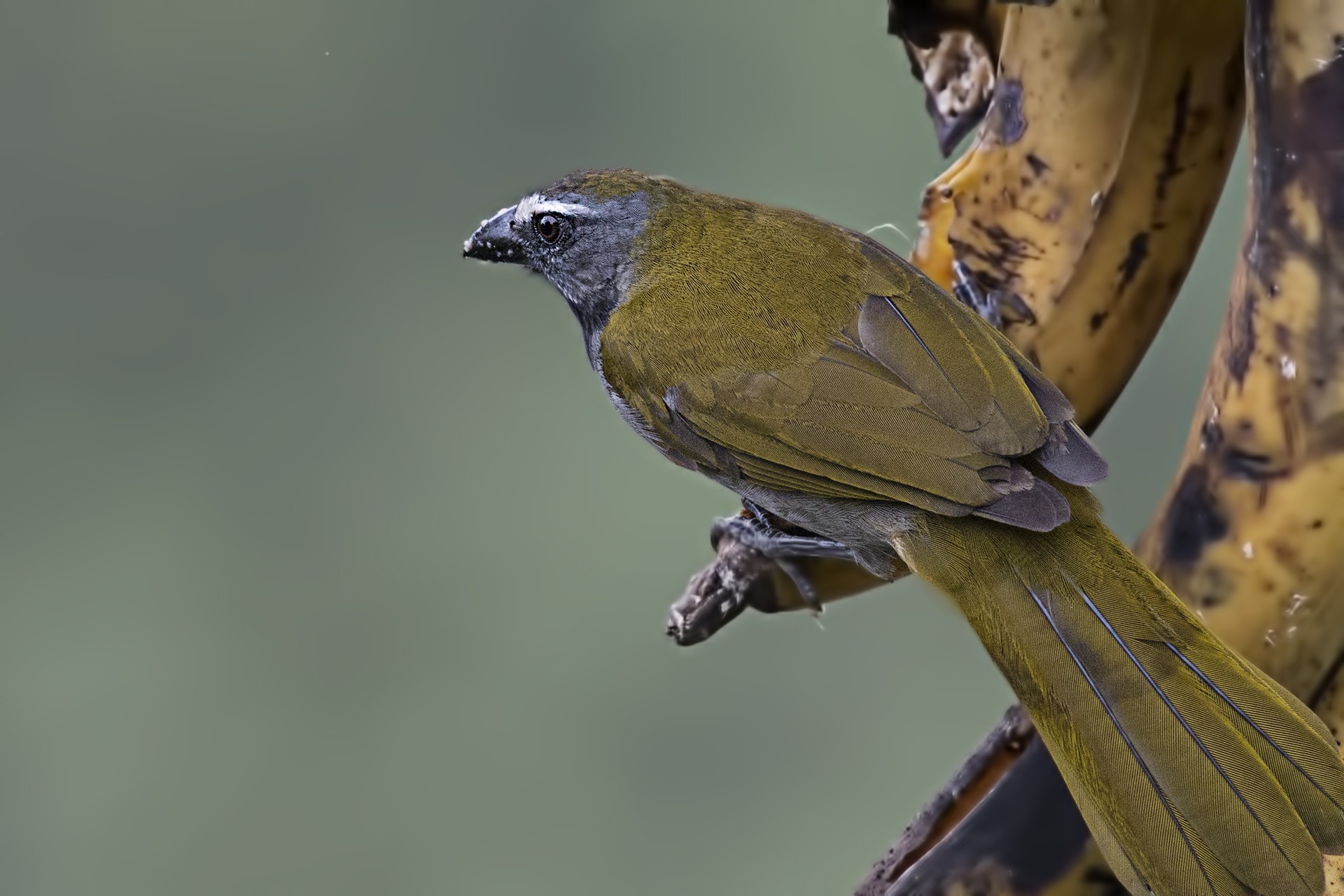 Buff-throated Saltator — Ana fotoğraf