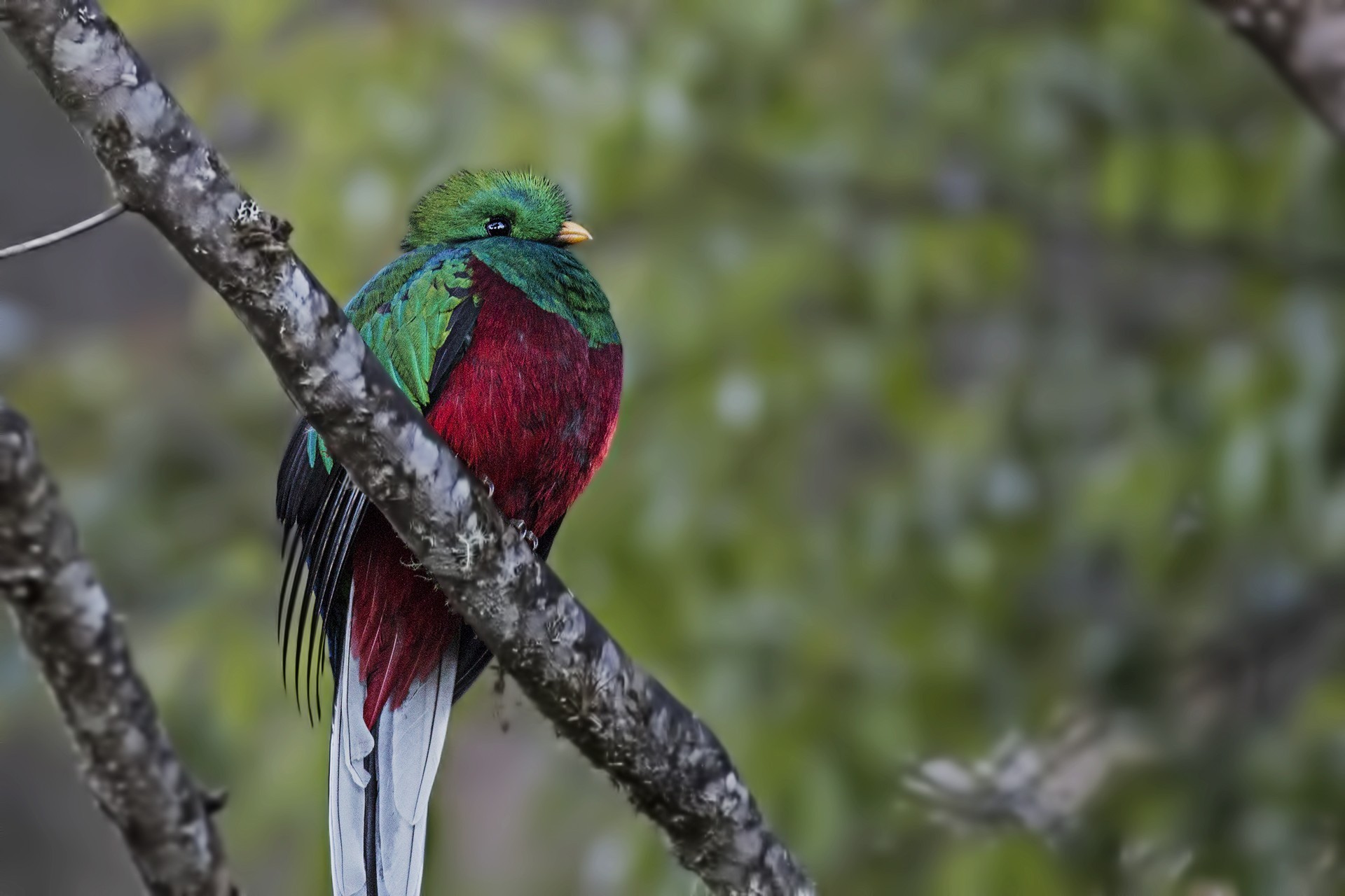 Resplendent Quetzal