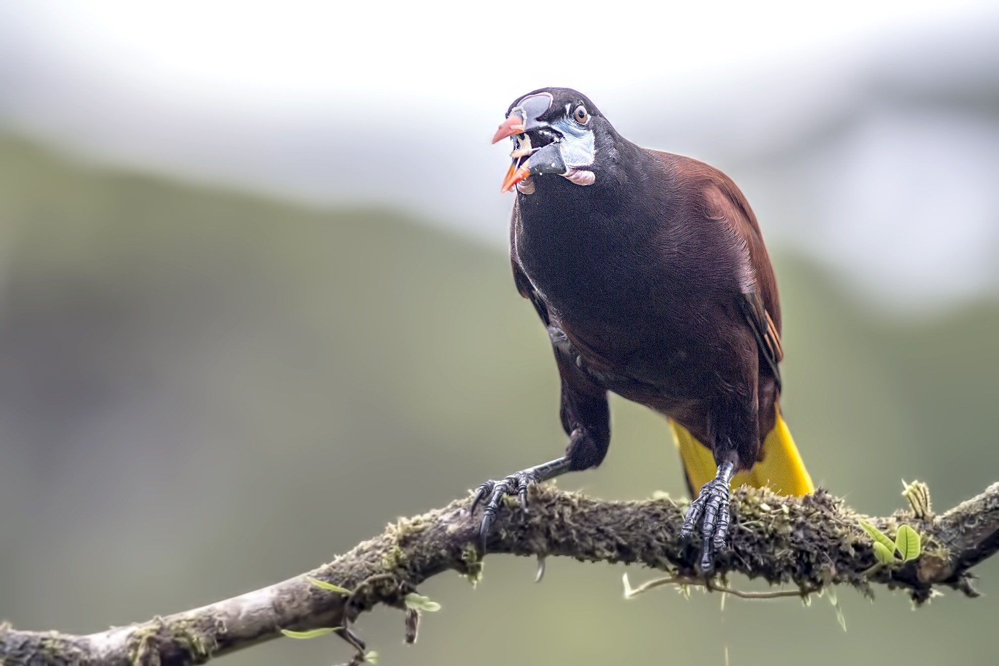 Montezuma Oropendola