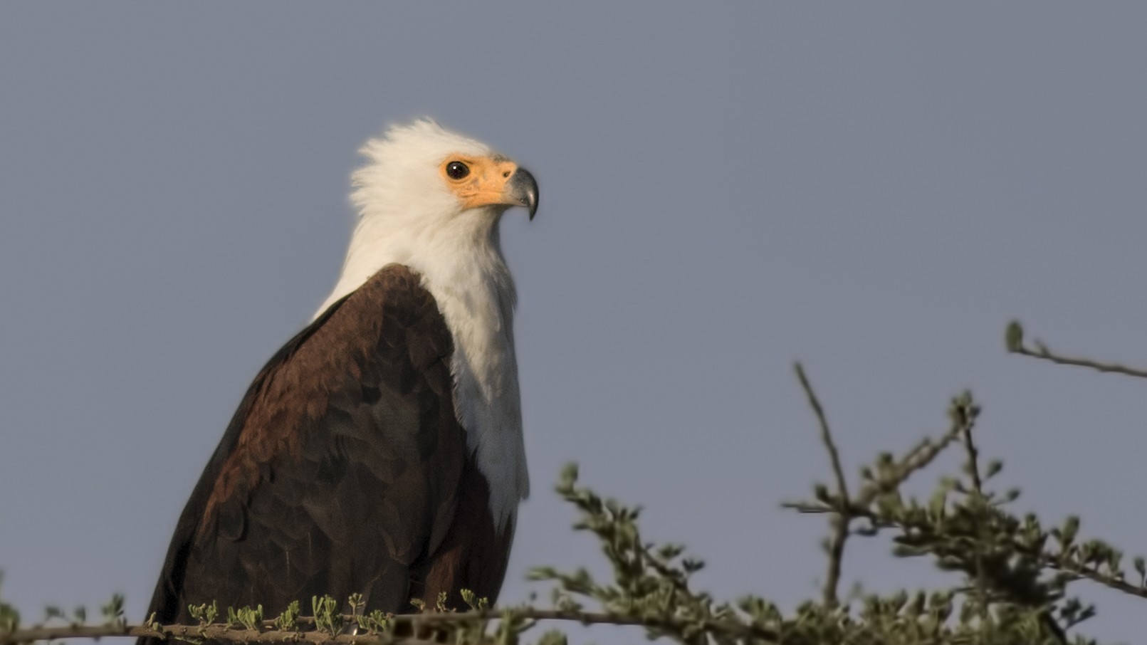 African Fish-eagle — Ana fotoğraf