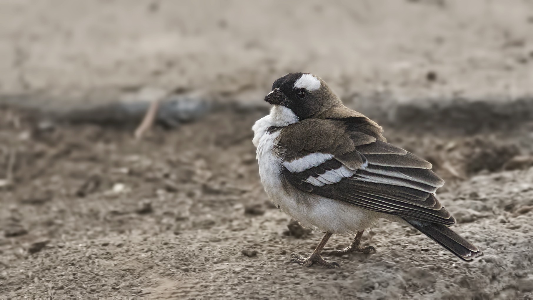 White-browed Sparrow-weaver — Ana fotoğraf