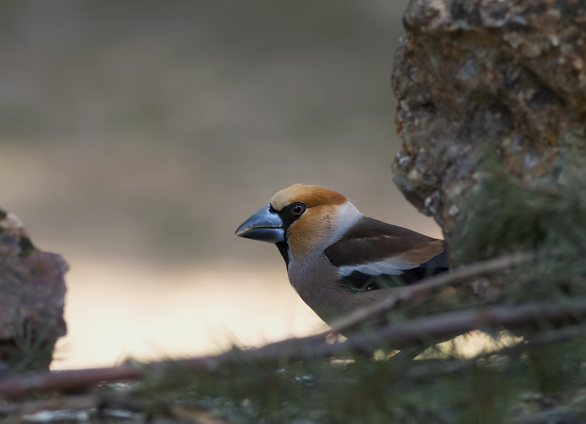 Hawfinch