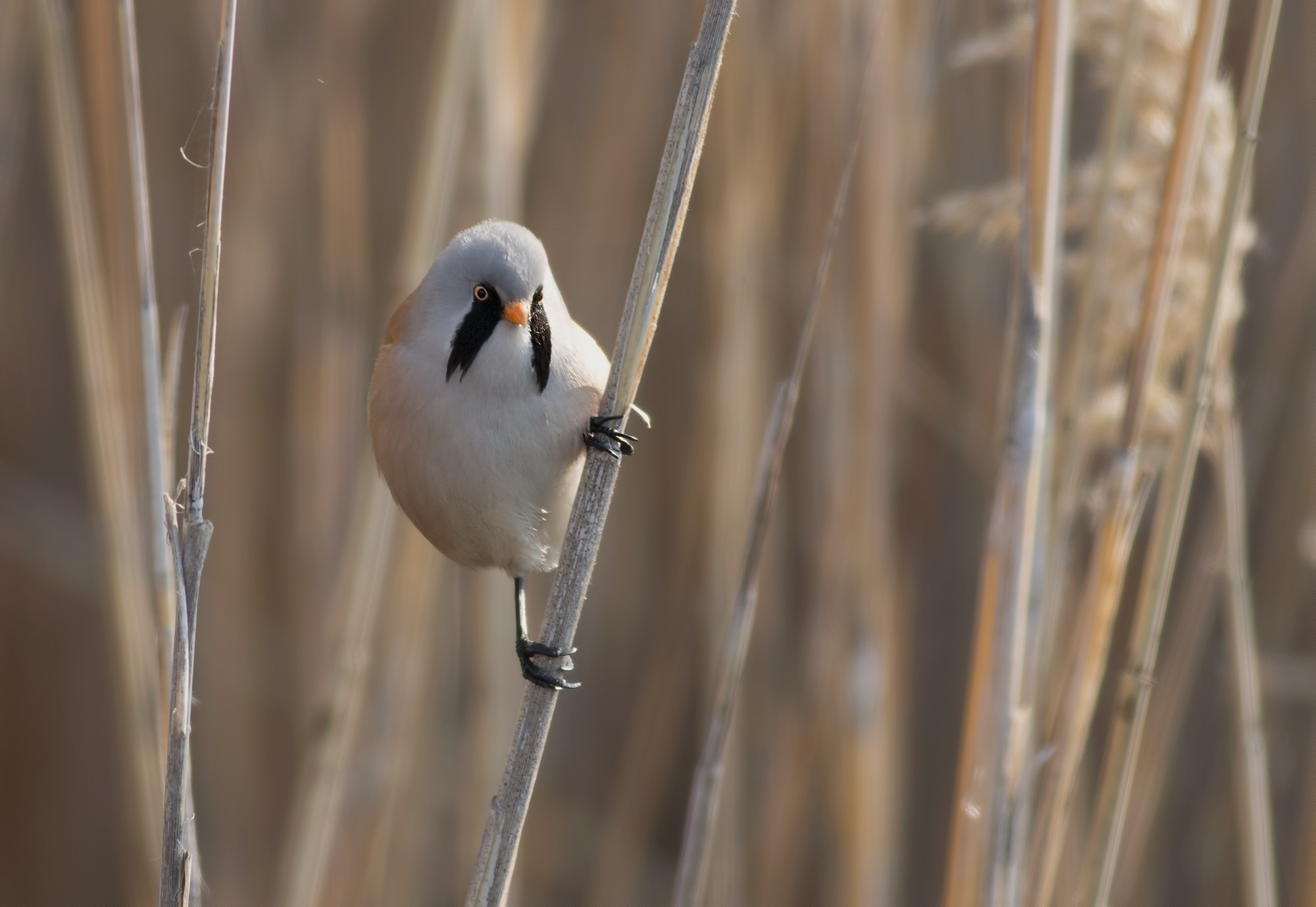 Bearded Reedling