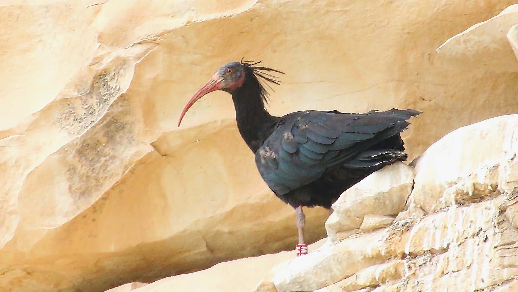 Northern Bald Ibis