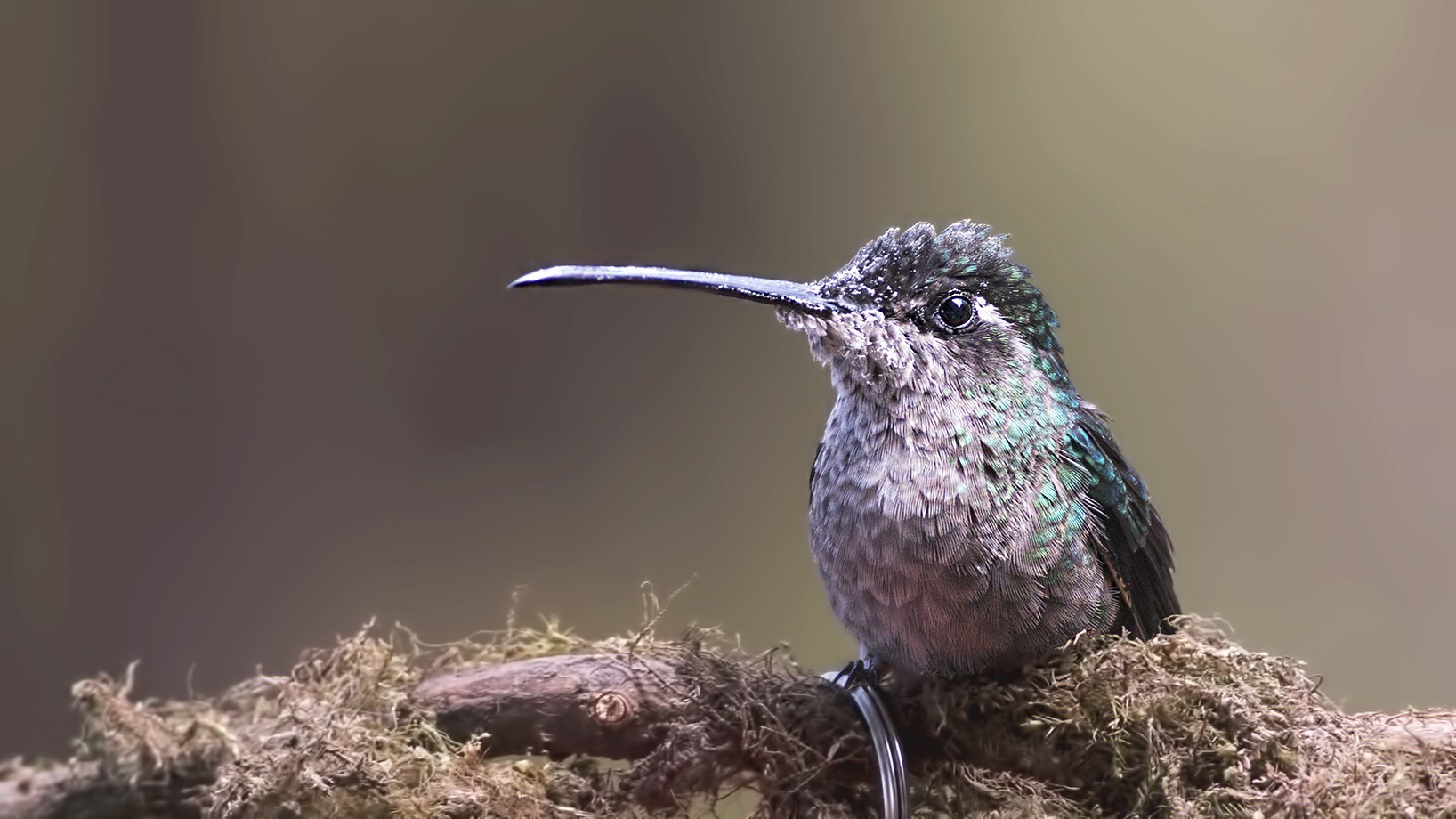 Ruby-throated Hummingbird — Ana fotoğraf