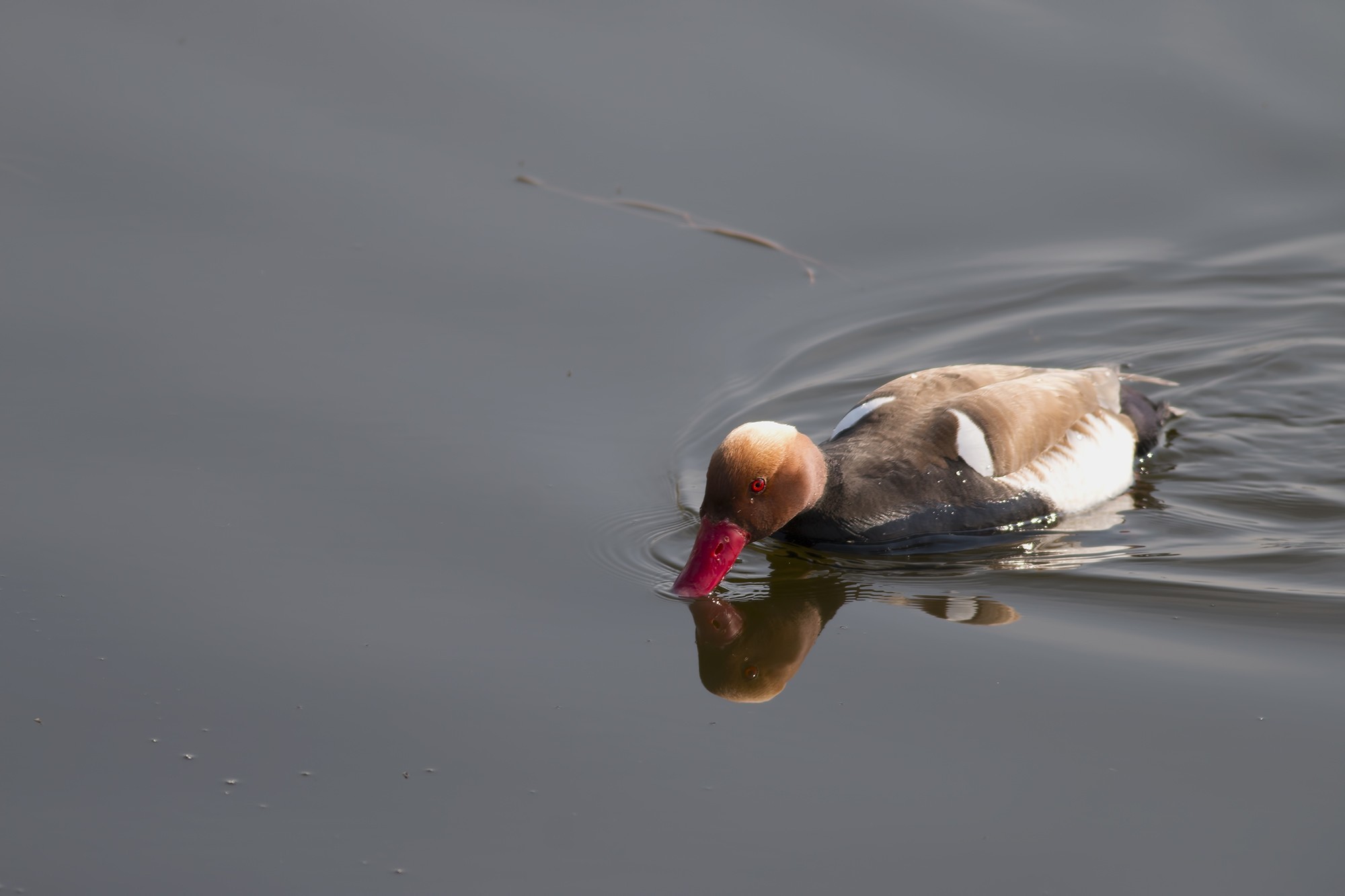 Red-crested Pochard