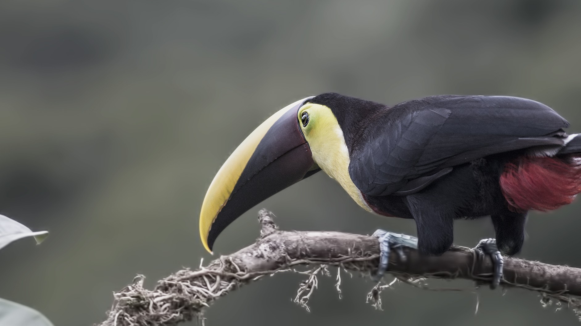 Yellow-eared Toucanet