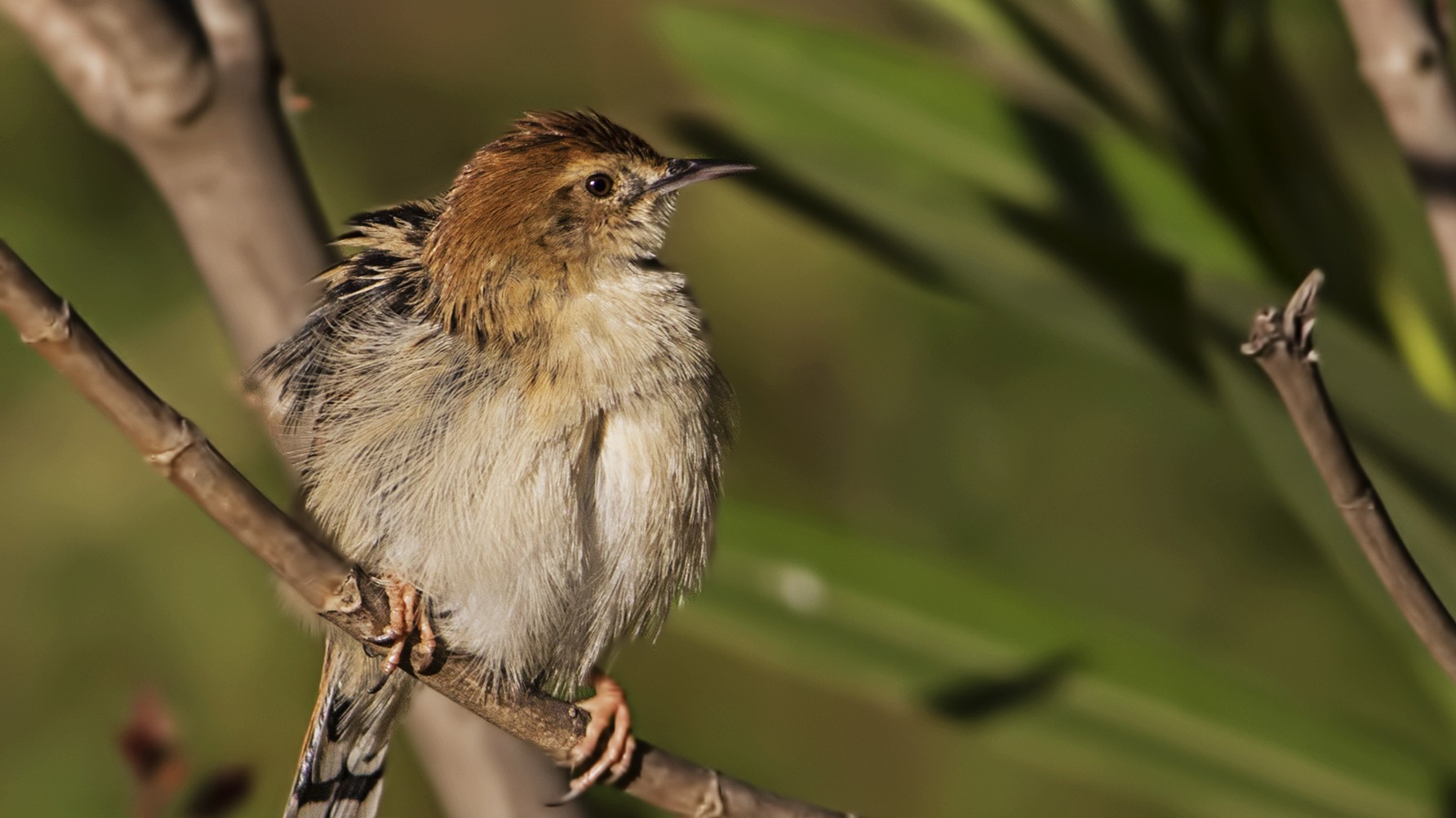 Brown Woodland-warbler