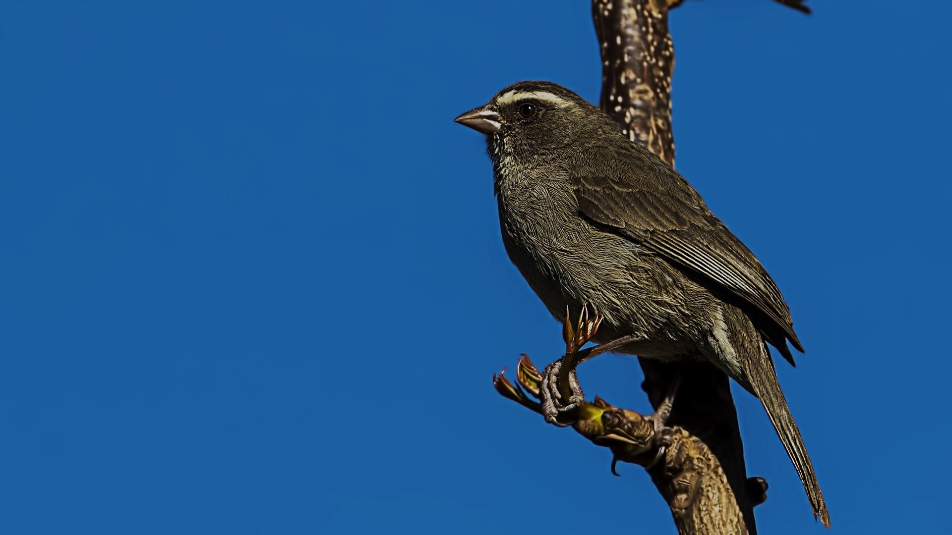 Thick-billed Weaver — Ana fotoğraf