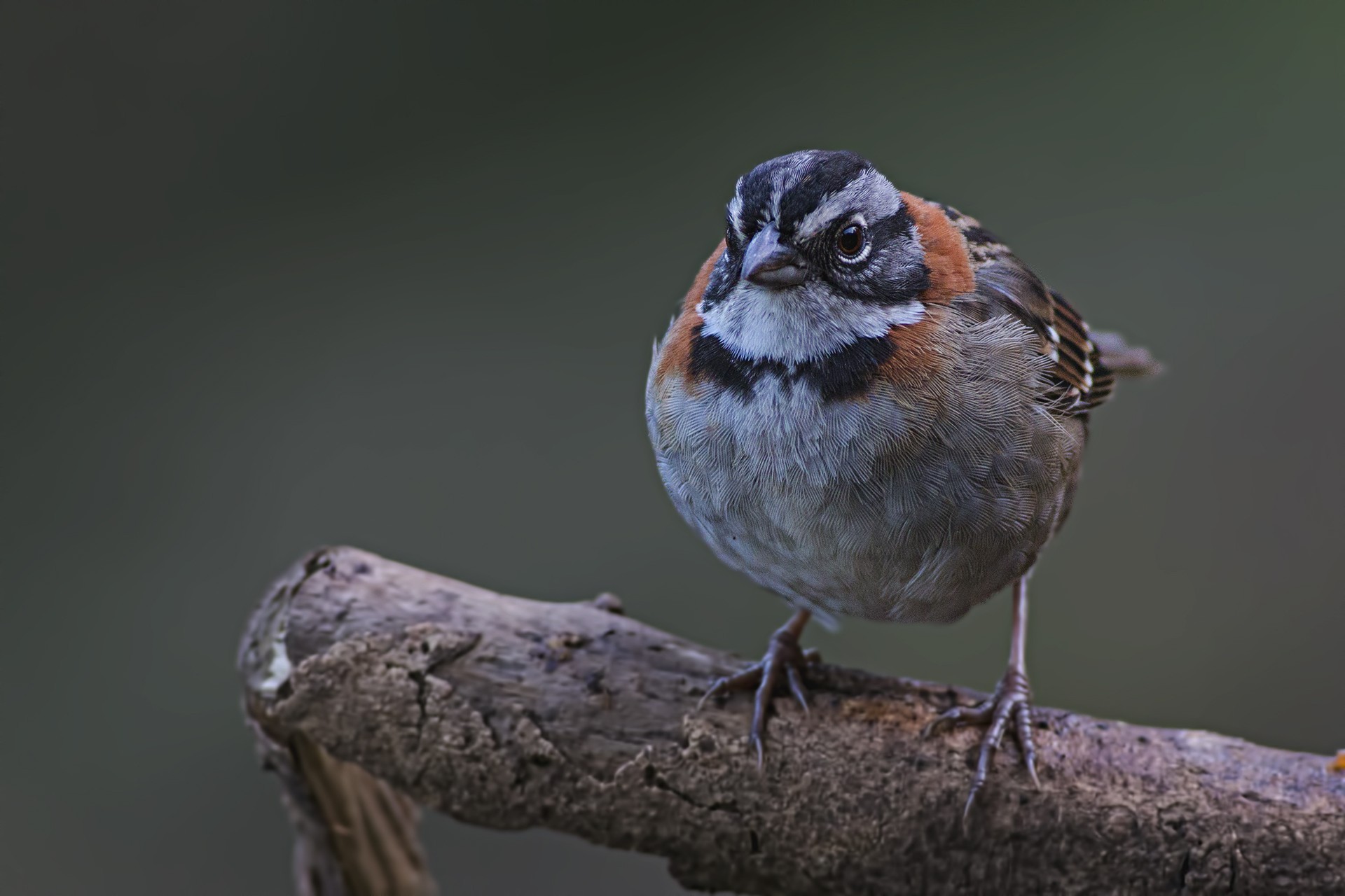 Rufous-collared Sparrow