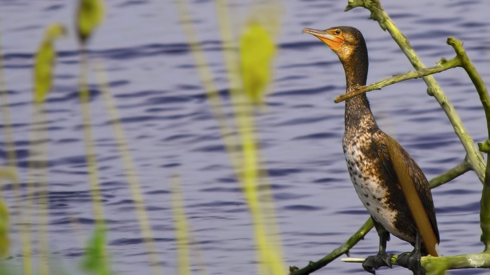 Great Cormorant