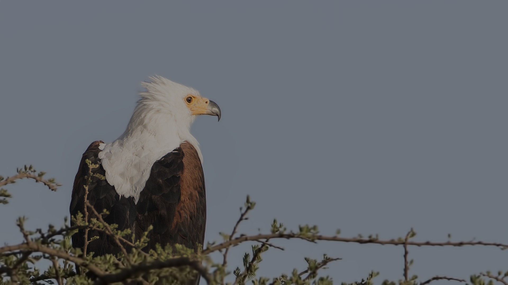 African Fish-eagle