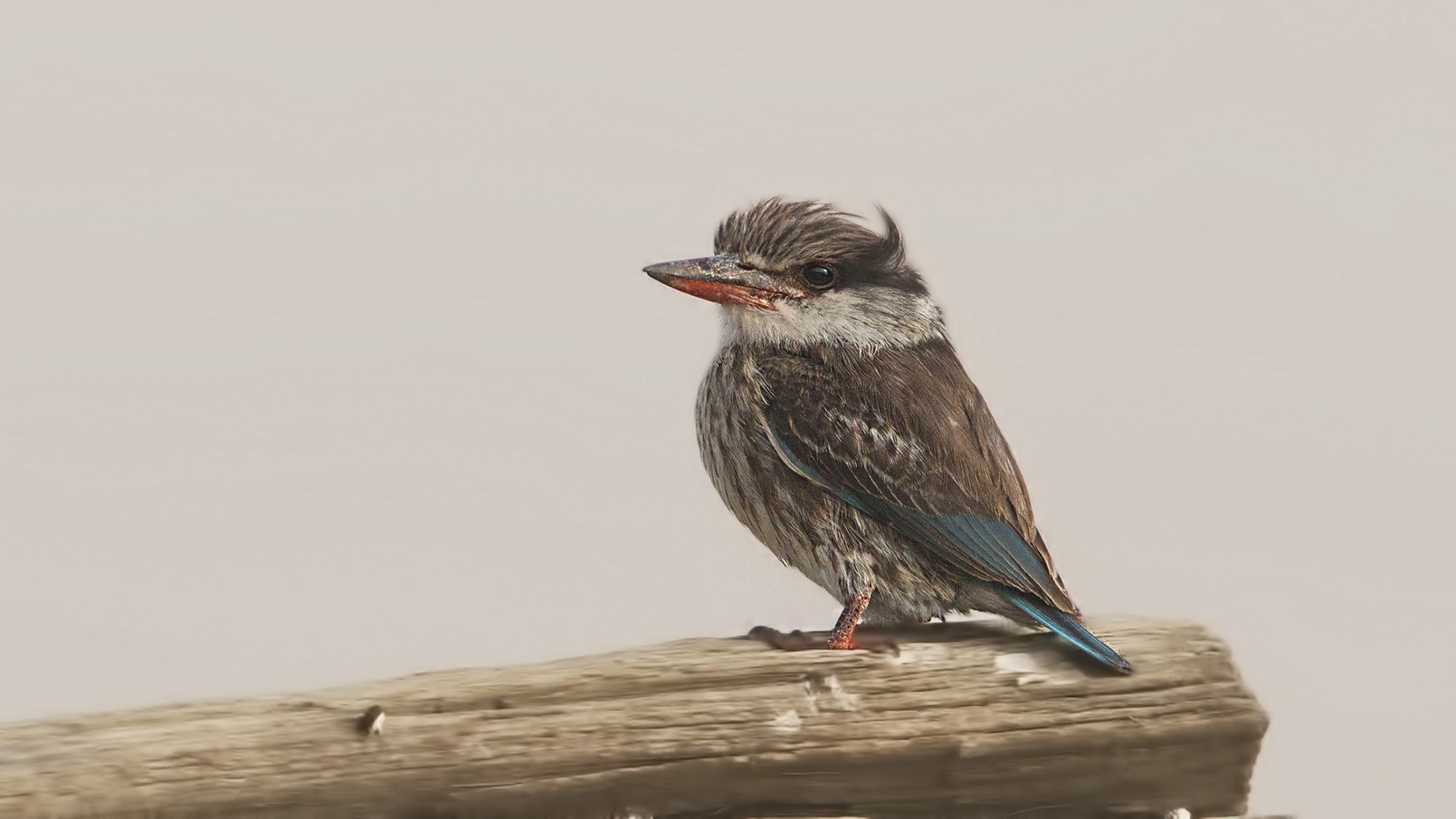 Striped Kingfisher