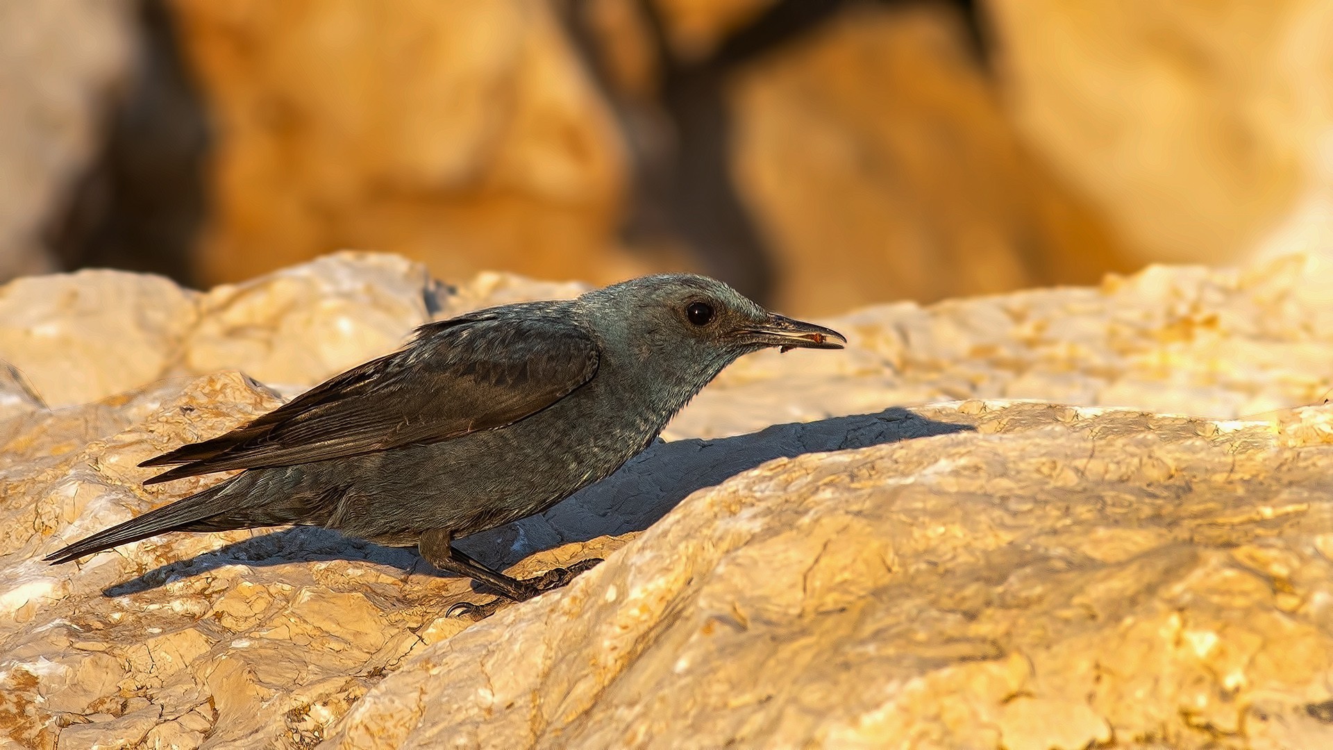 Blue Rock-Thrush