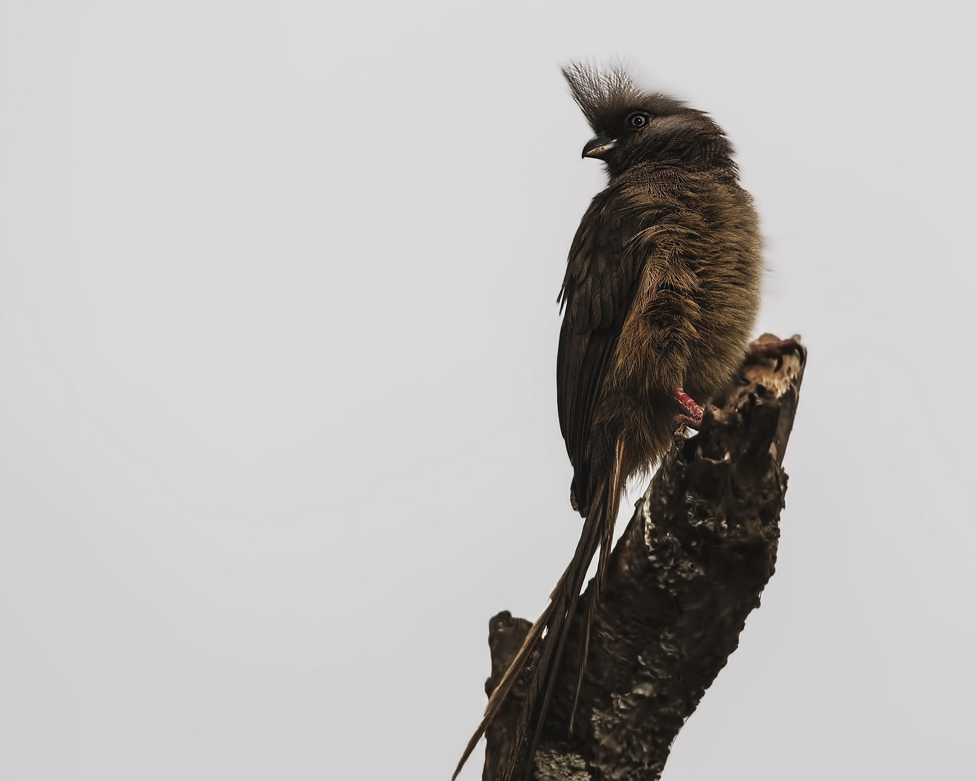 Speckled Mousebird — Ana fotoğraf