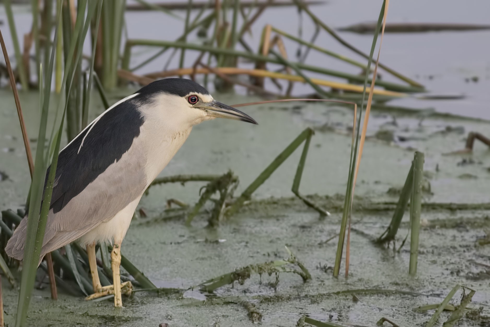 Black-crowned Night-heron