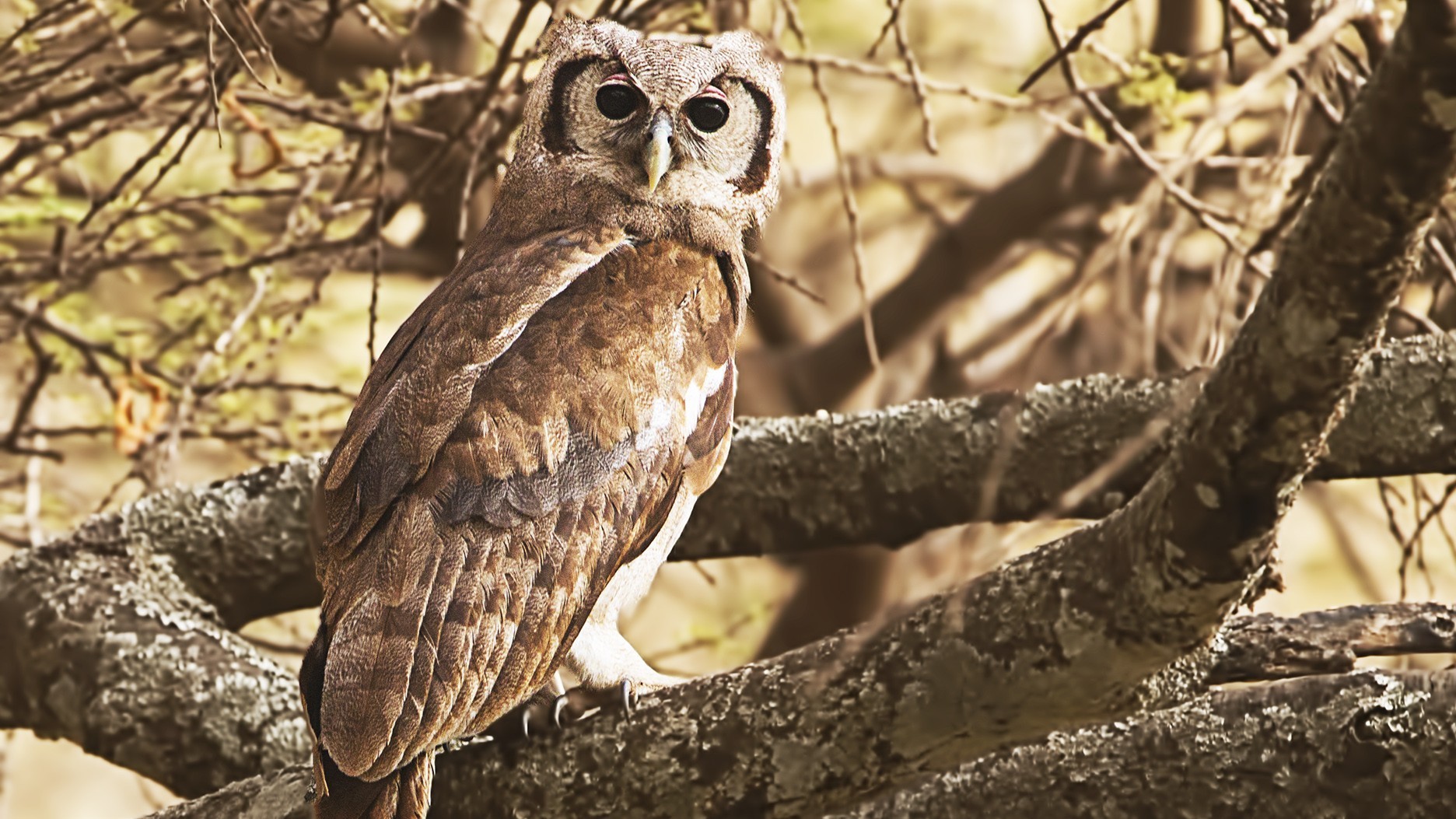 Verreaux's Eagle-owl — Ana fotoğraf
