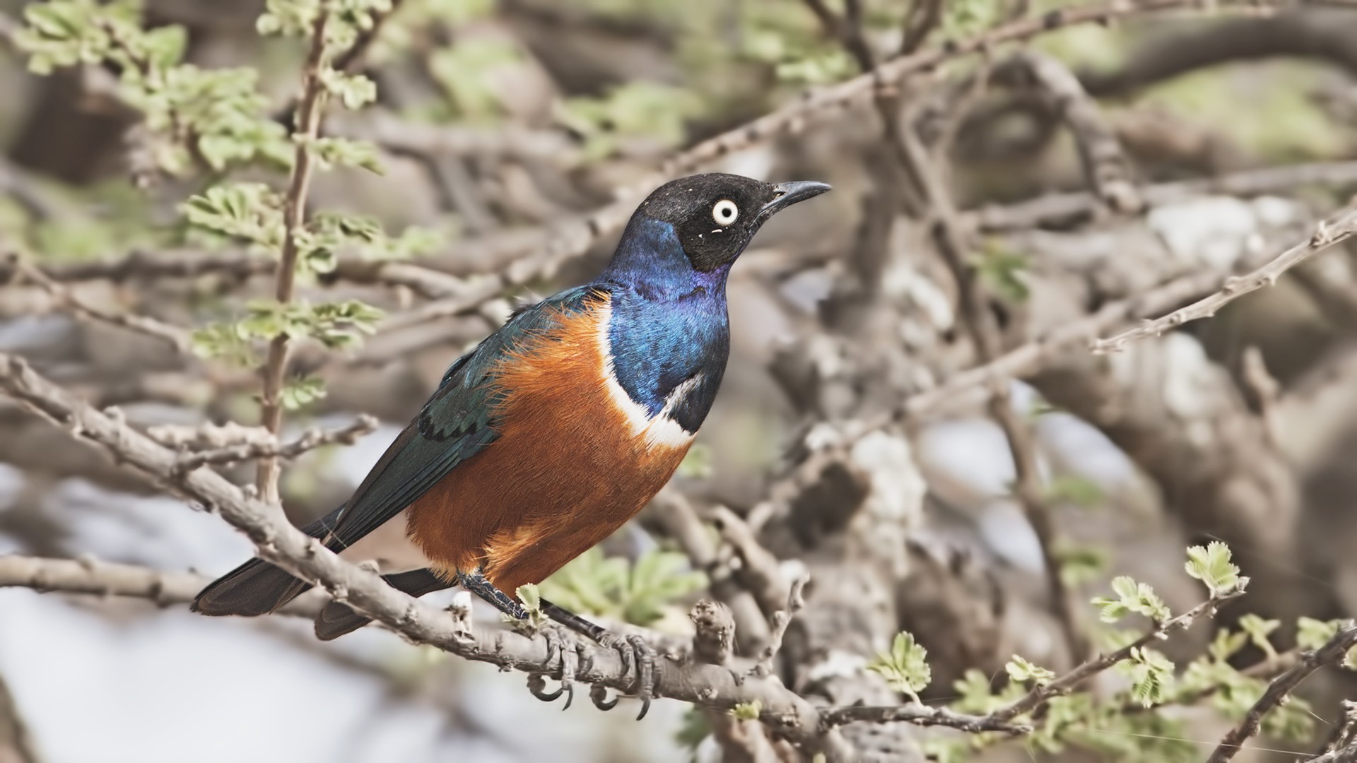 Superb Starling — Ana fotoğraf