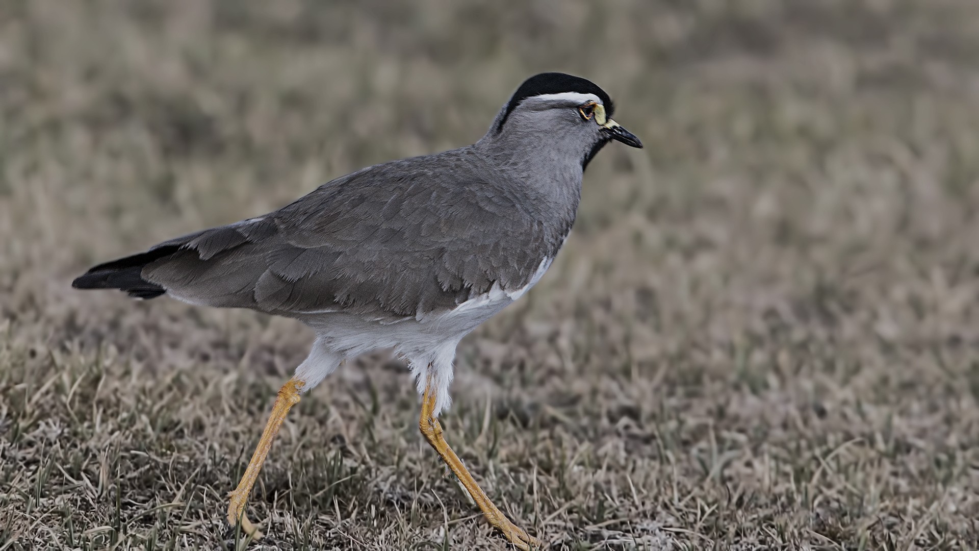 Spot-breasted Lapwing — Ana fotoğraf