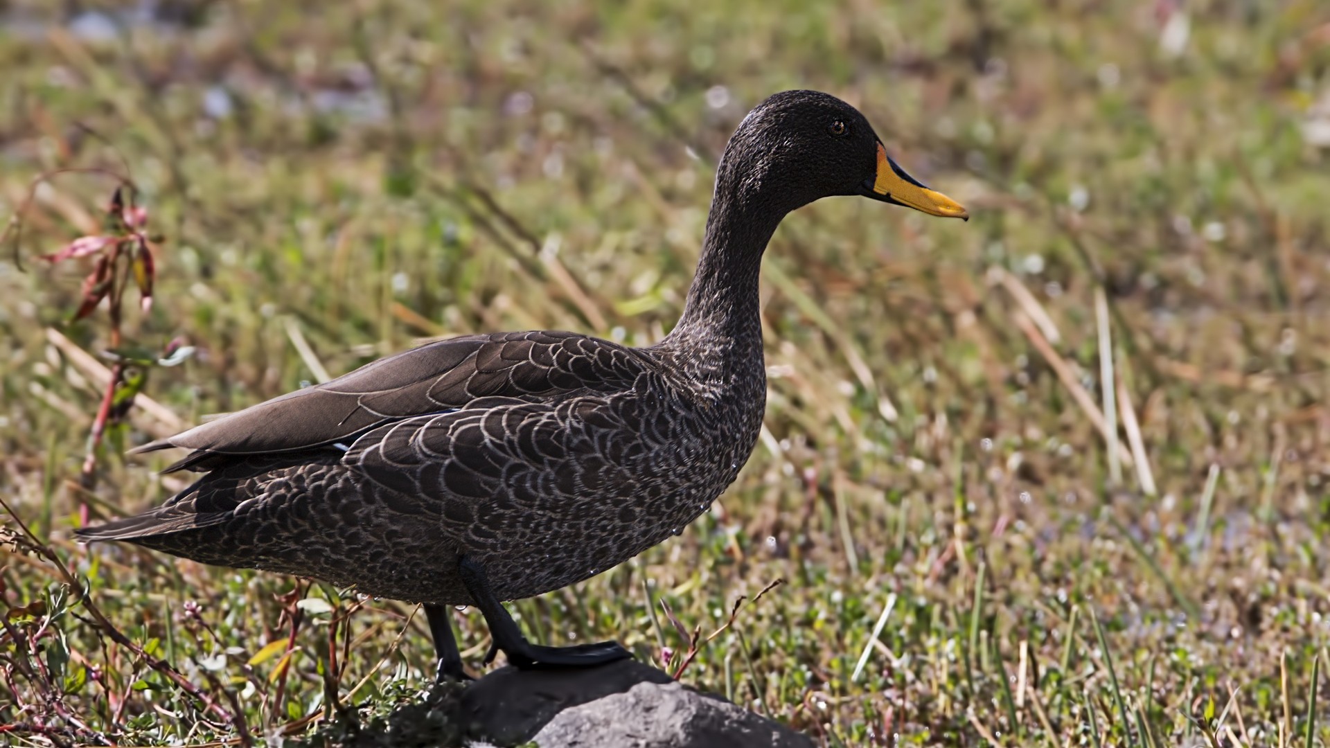 Yellow-billed Duck — Ana fotoğraf