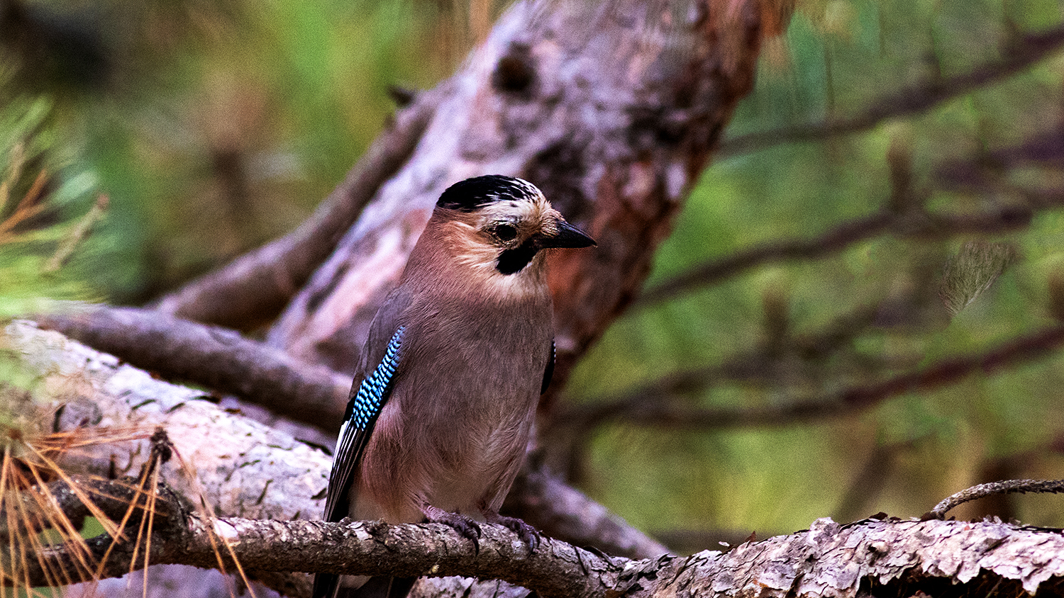 Eurasian Jay