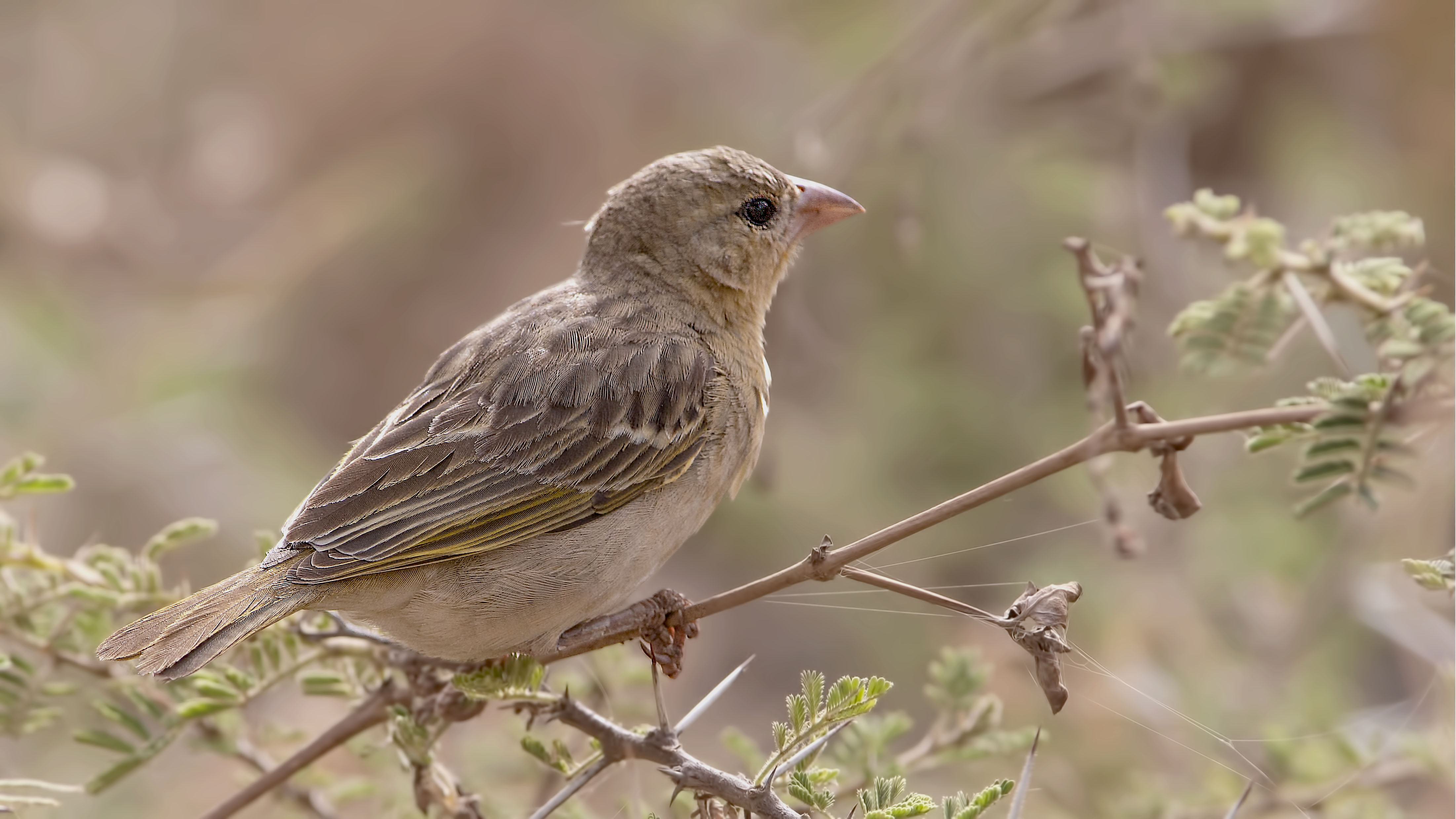 Pale Rockfinch