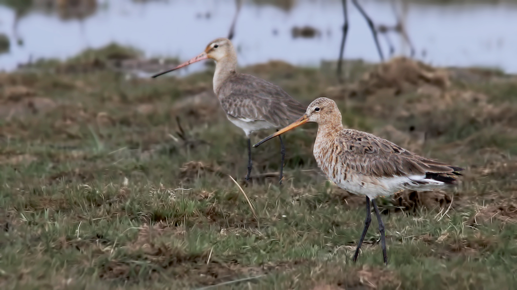 Black-tailed Godwit — Ana fotoğraf