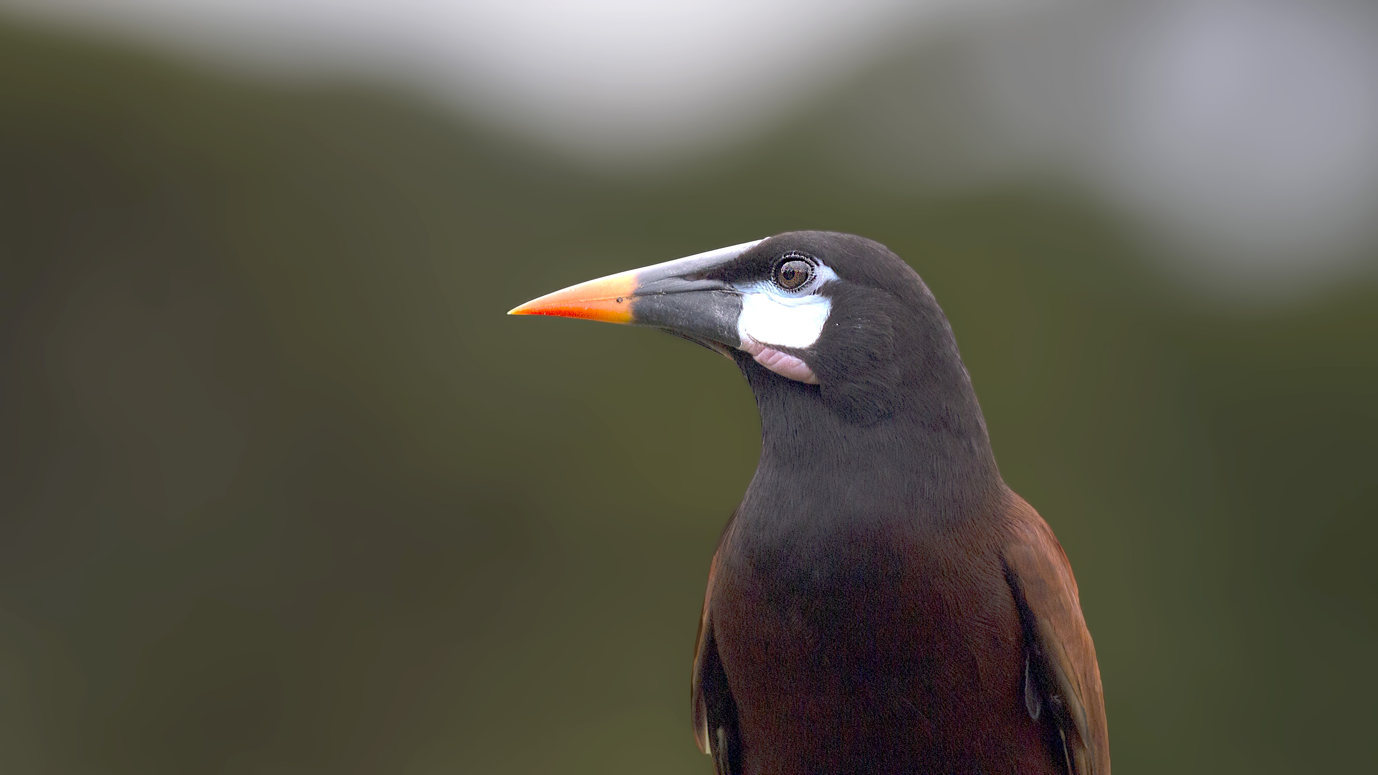 Montezuma Oropendola