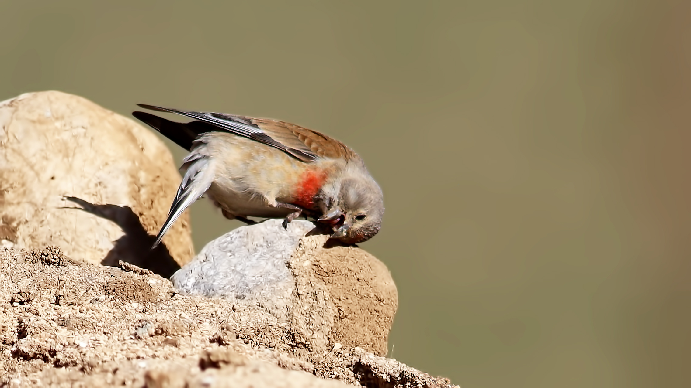 Eurasian Linnet