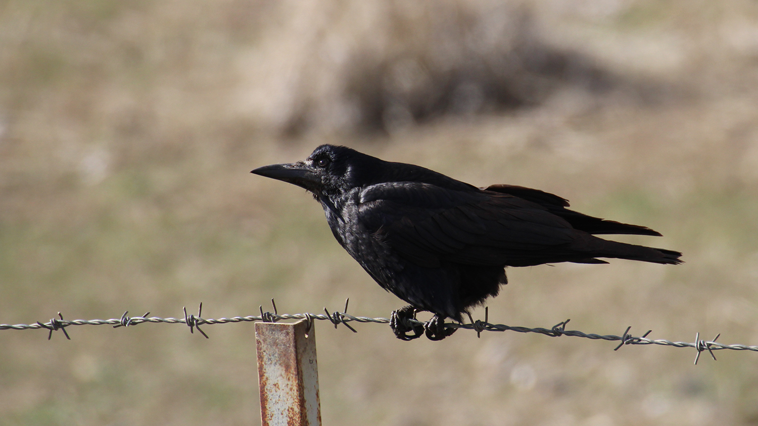 Rook — Ana fotoğraf