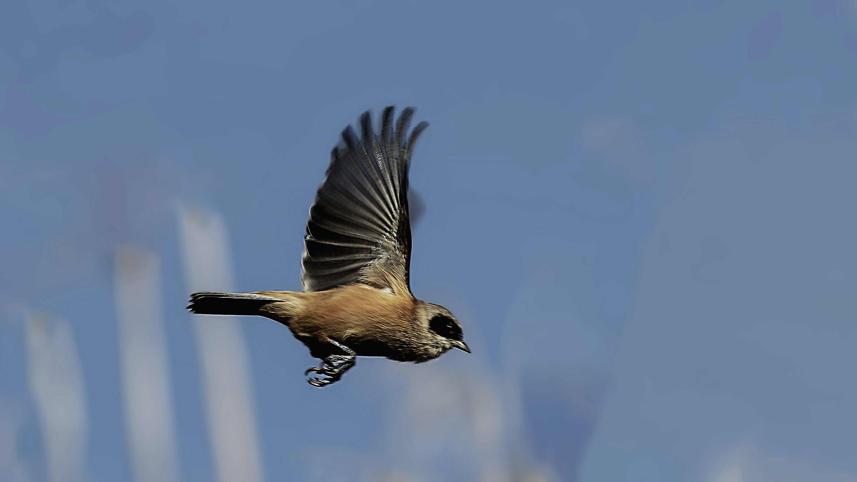 Eurasian Penduline-Tit