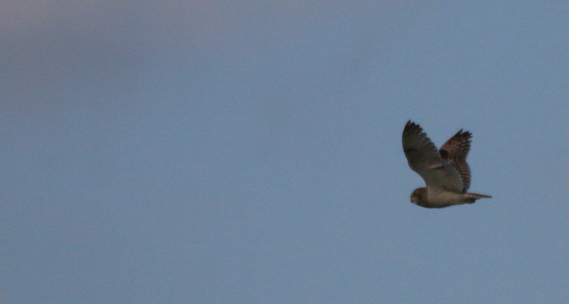 Short-eared Owl