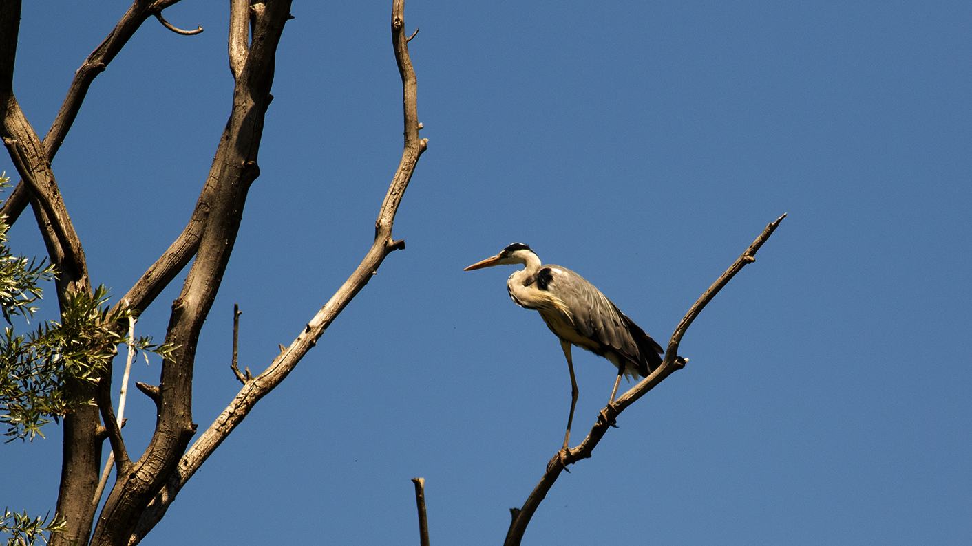 Gray Heron