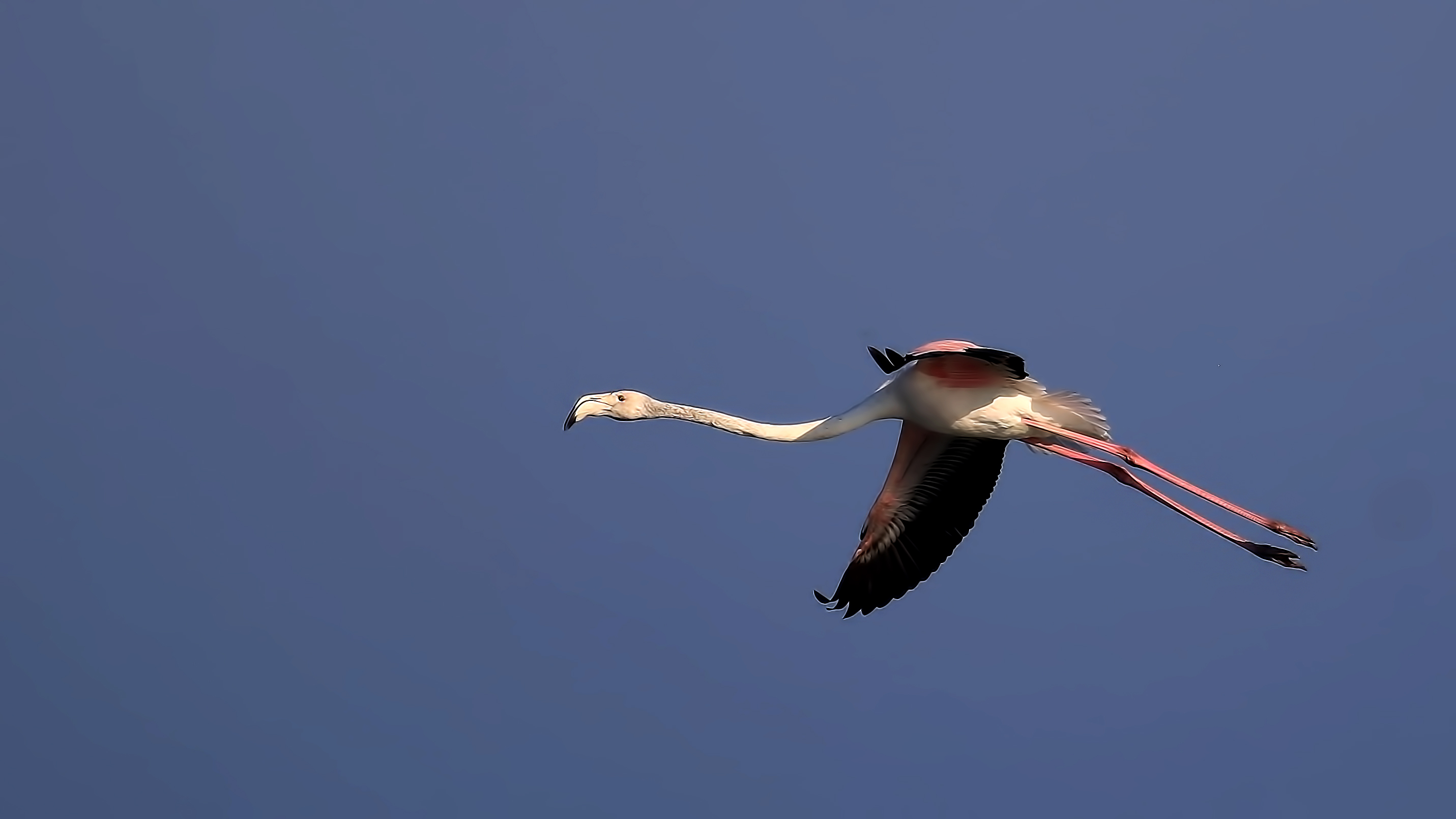 Greater Flamingo