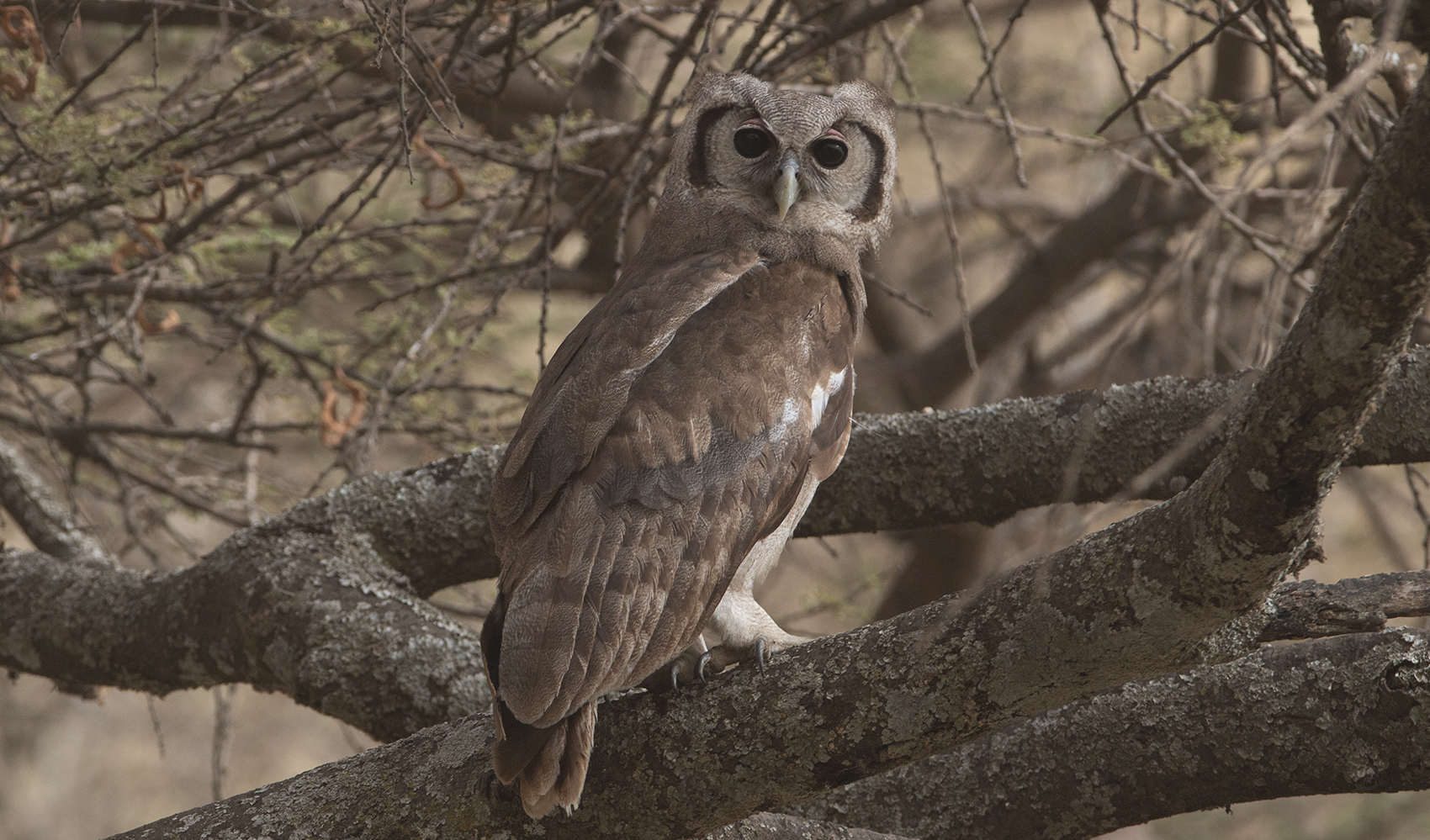 Verreaux's Eagle-Owl